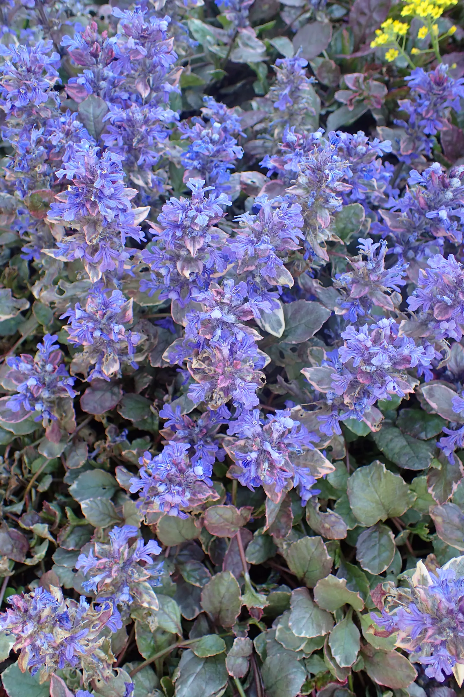 Burgundy Glow Bugleweed (Ajuga Reptans 'Burgundy Glow') — space each plant about 12 to 15 inches apart to accommodate its spreading habit
