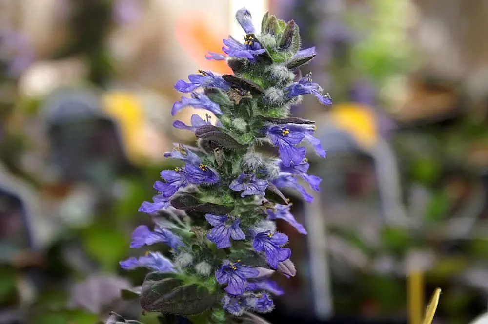 Burgundy Glow Bugleweed (Ajuga Reptans 'Burgundy Glow') — This perennial plant boasts leaves that flaunt hues of burgundy