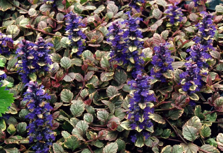 Burgundy Glow Bugleweed (Ajuga Reptans 'Burgundy Glow') — It showcases deep blue flowers in spring, reaching a height of 6 inches and spreading up to 18 inches