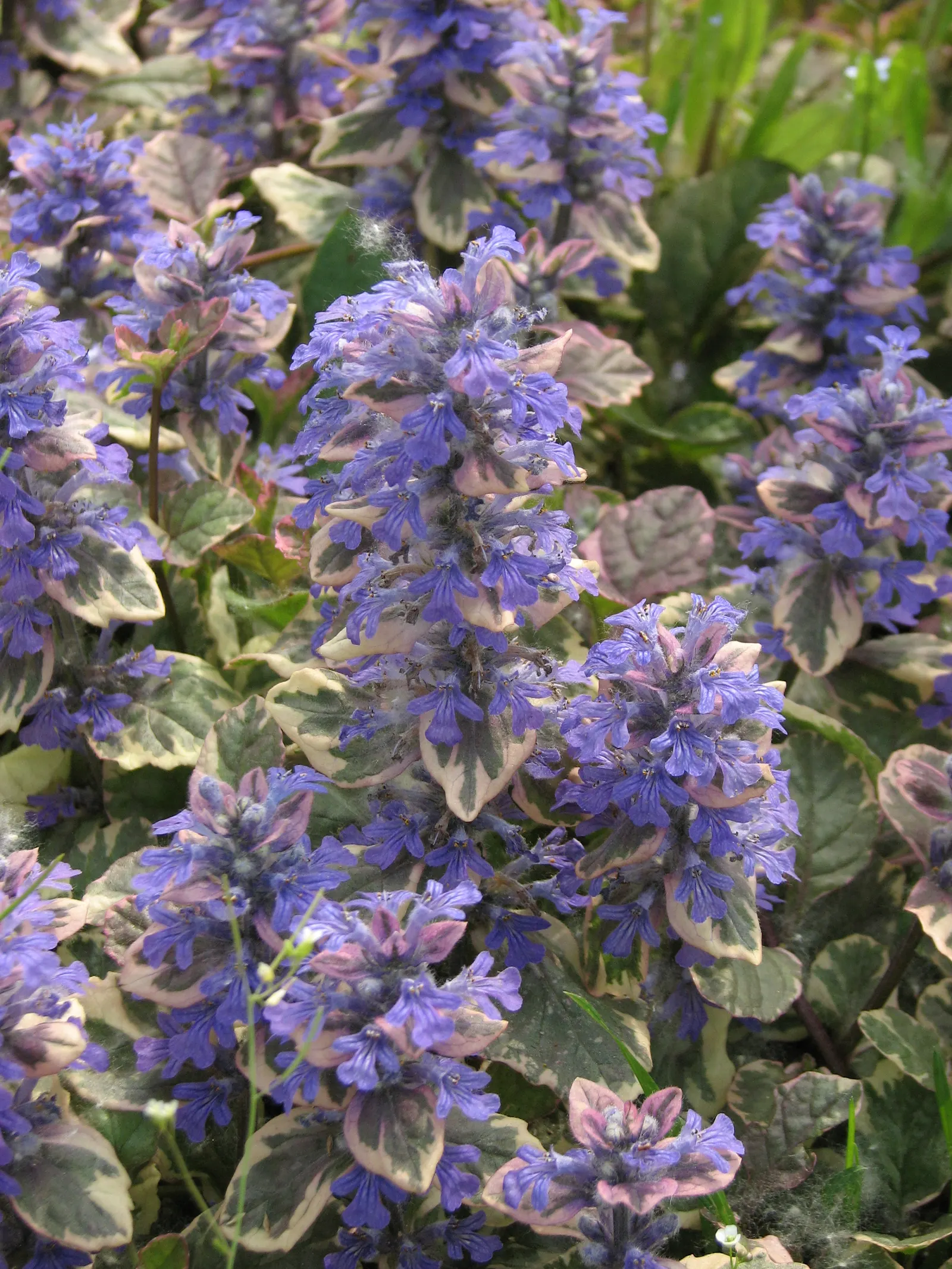 Burgundy Glow Bugleweed (Ajuga Reptans 'Burgundy Glow') — commonly referred to as Burgundy Glow Bugleweed
