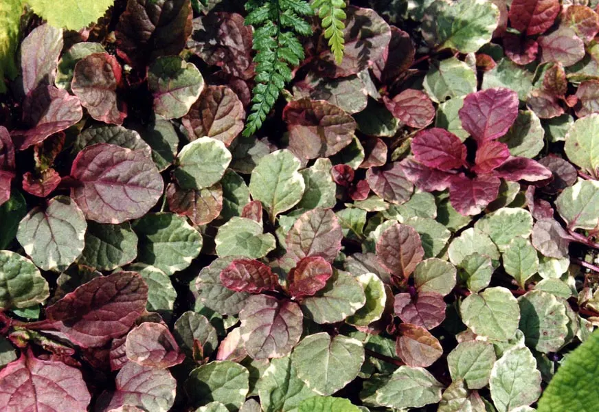 Burgundy Glow Bugleweed (Ajuga Reptans 'Burgundy Glow') — typically from May to June