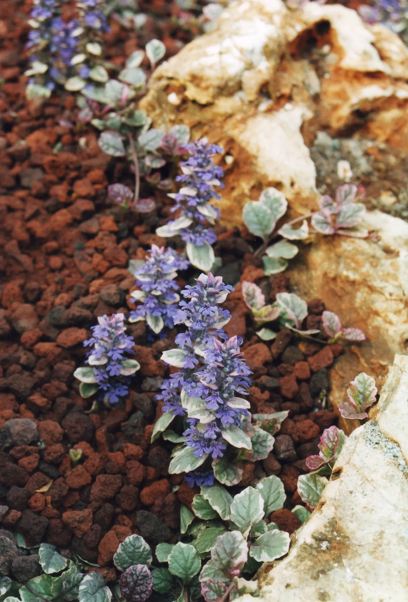 Burgundy Glow Bugleweed (Ajuga Reptans 'Burgundy Glow') — Thrives in zones 4-9 with partial to full shade and moist, well-drained soil