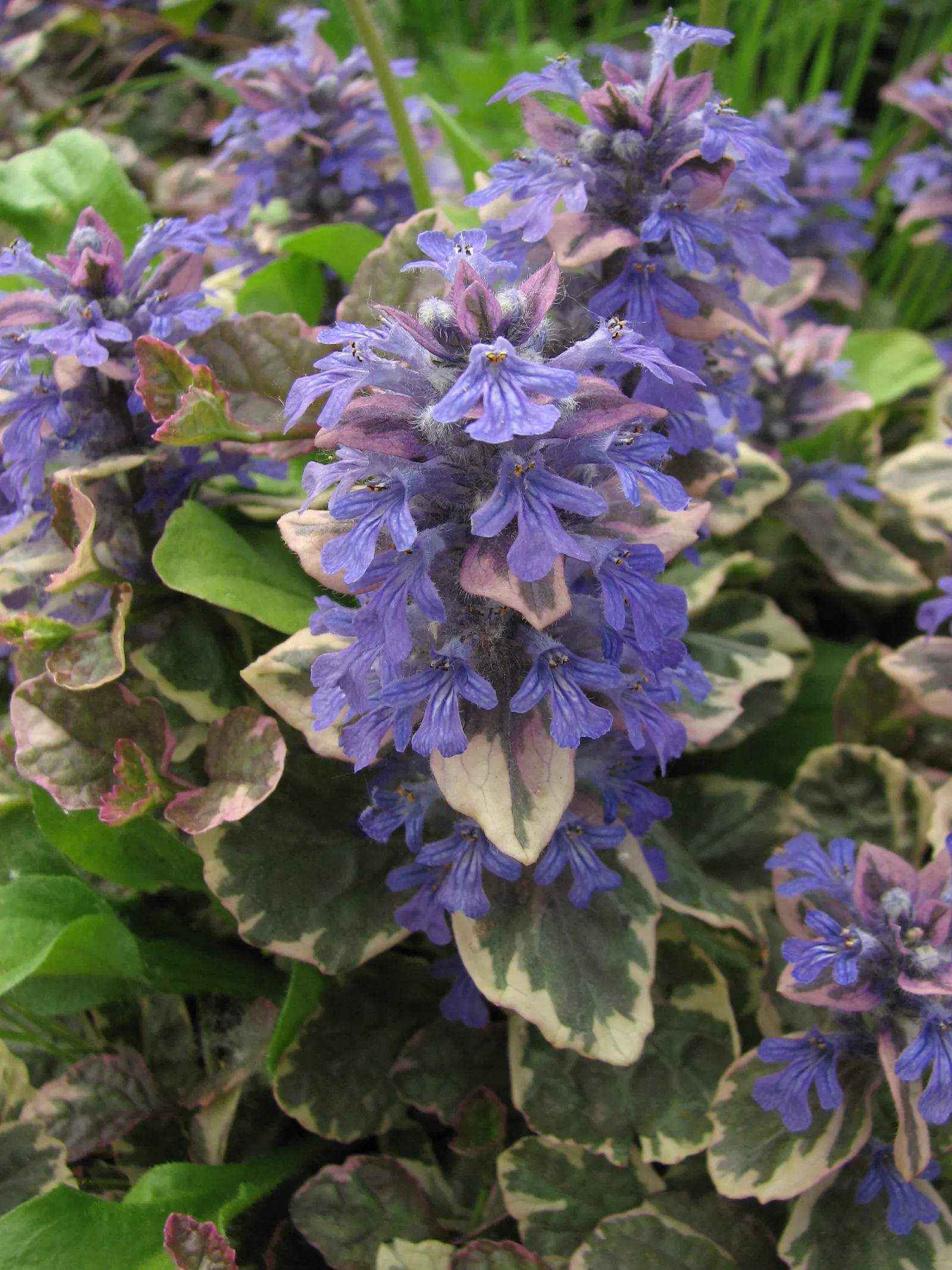 Burgundy Glow Bugleweed (Ajuga Reptans 'Burgundy Glow') — Ideal for underplanting with its low maintenance and dense mat-forming habit, suppressing weeds