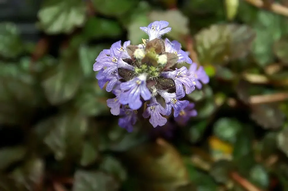 Burgundy Glow Bugleweed (Ajuga Reptans 'Burgundy Glow') — it produces short spikes of vibrant blue flowers that rise slightly above the foliage