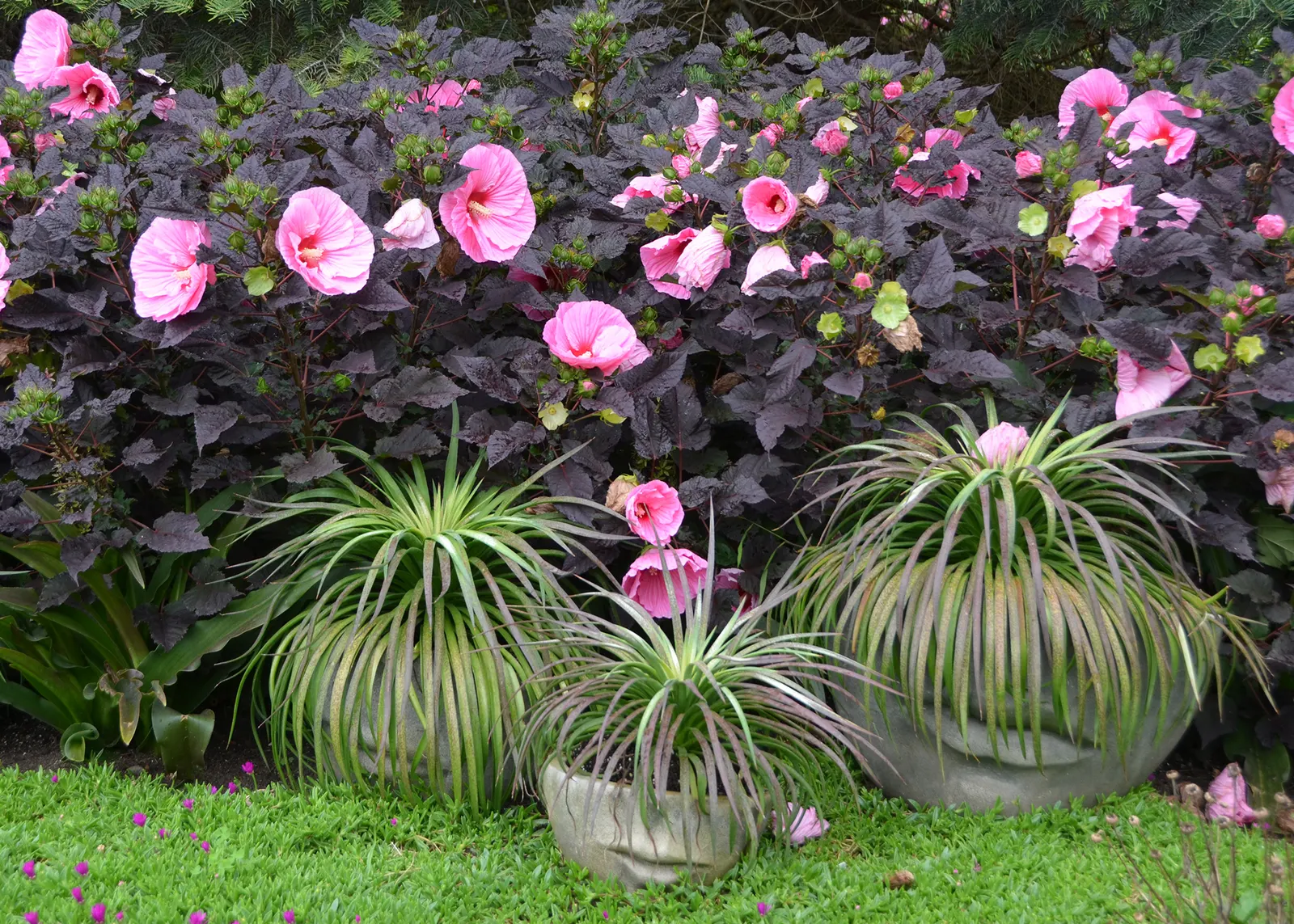 'Edge of Night' Rose Mallow (Hibiscus hybrid) — The Hibiscus hybrid 'Edge of Night'