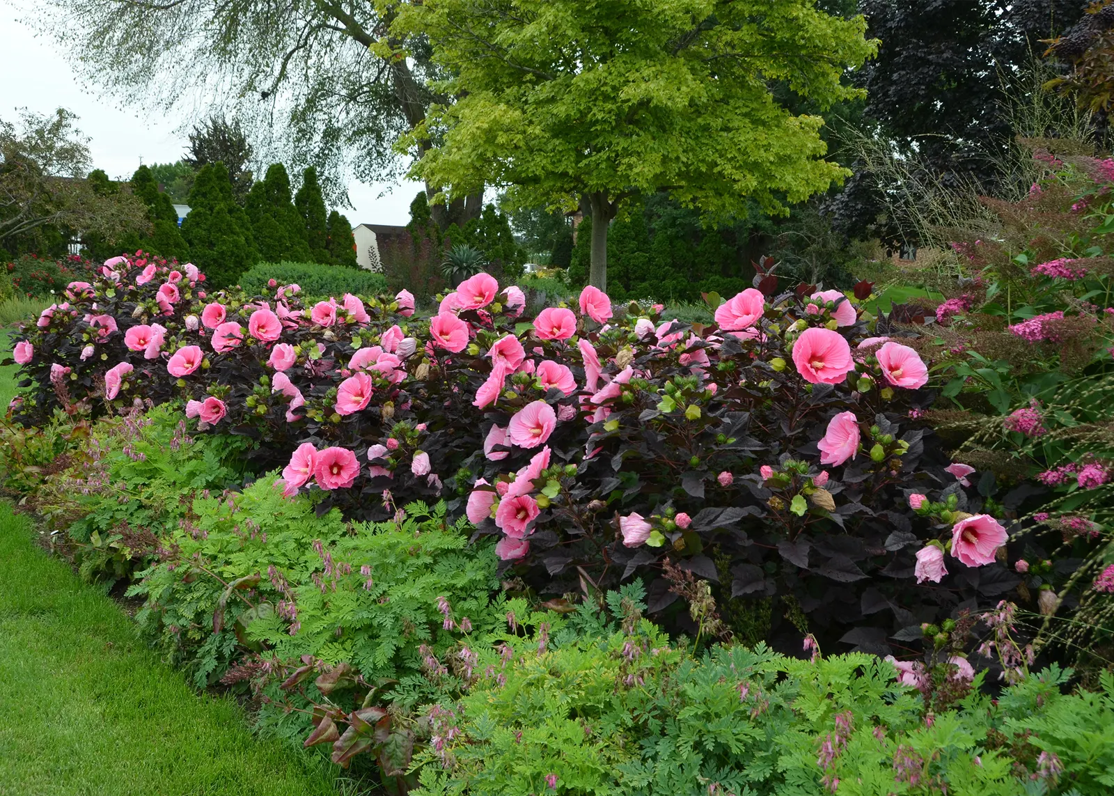 'Edge of Night' Rose Mallow (Hibiscus hybrid) — Grow in part sun to full sun with average to moist, well-drained soil and steady water for best bloom size