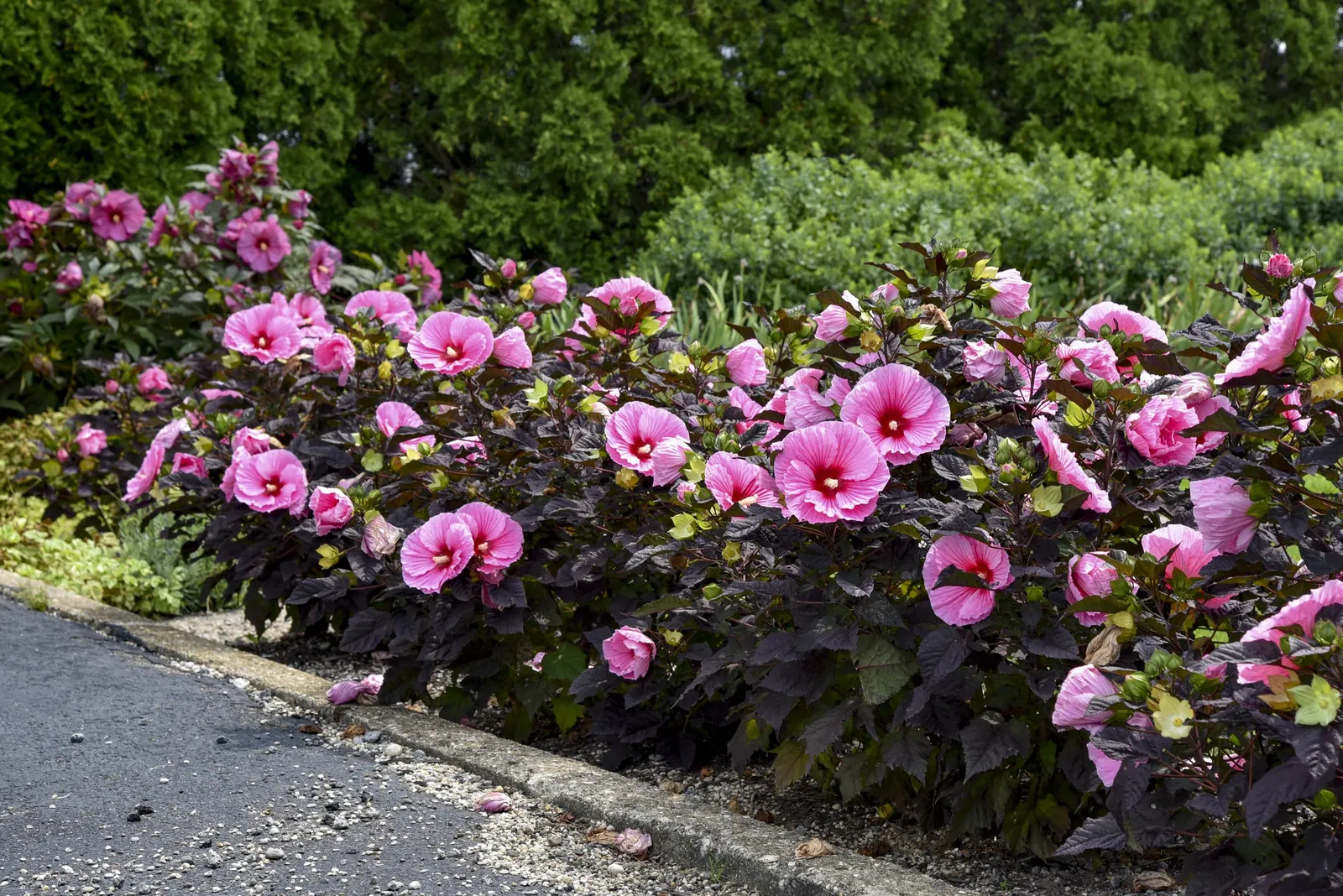 'Edge of Night' Rose Mallow (Hibiscus hybrid) — is a dramatic perennial from the Proven Winners® collection