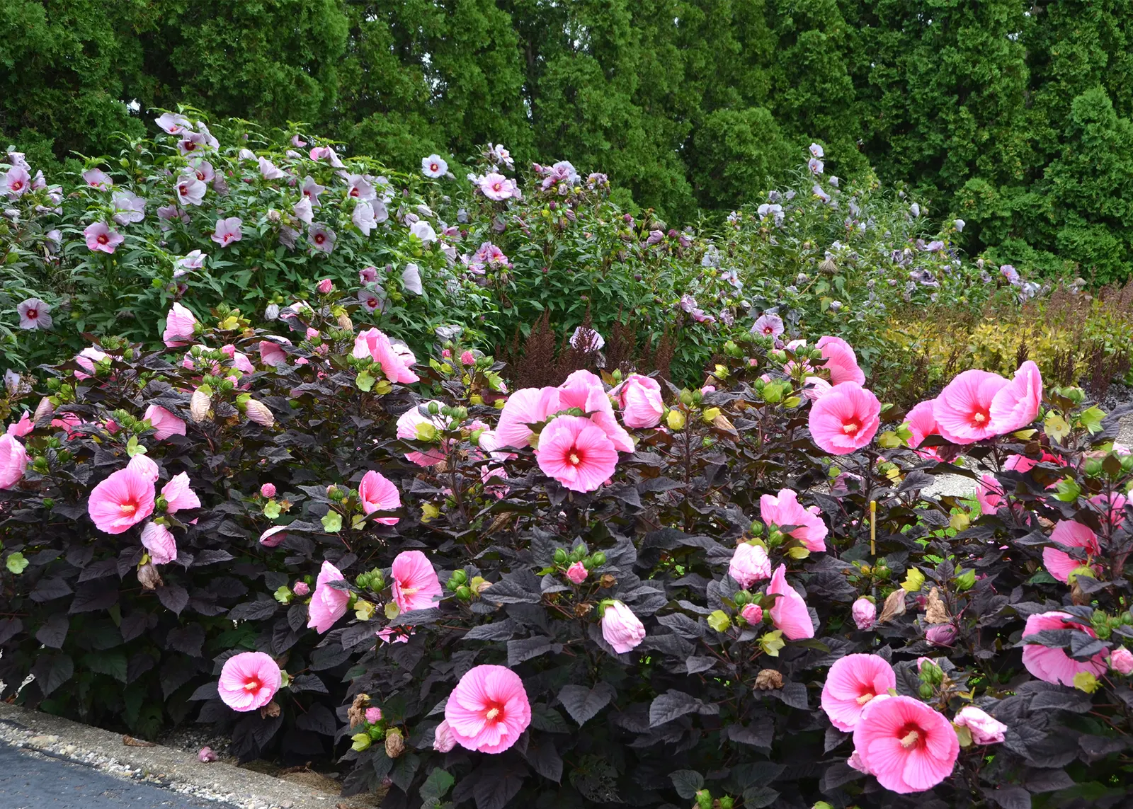 'Edge of Night' Rose Mallow (Hibiscus hybrid) — commonly referred to as 'Edge of Night' Rose Mallow