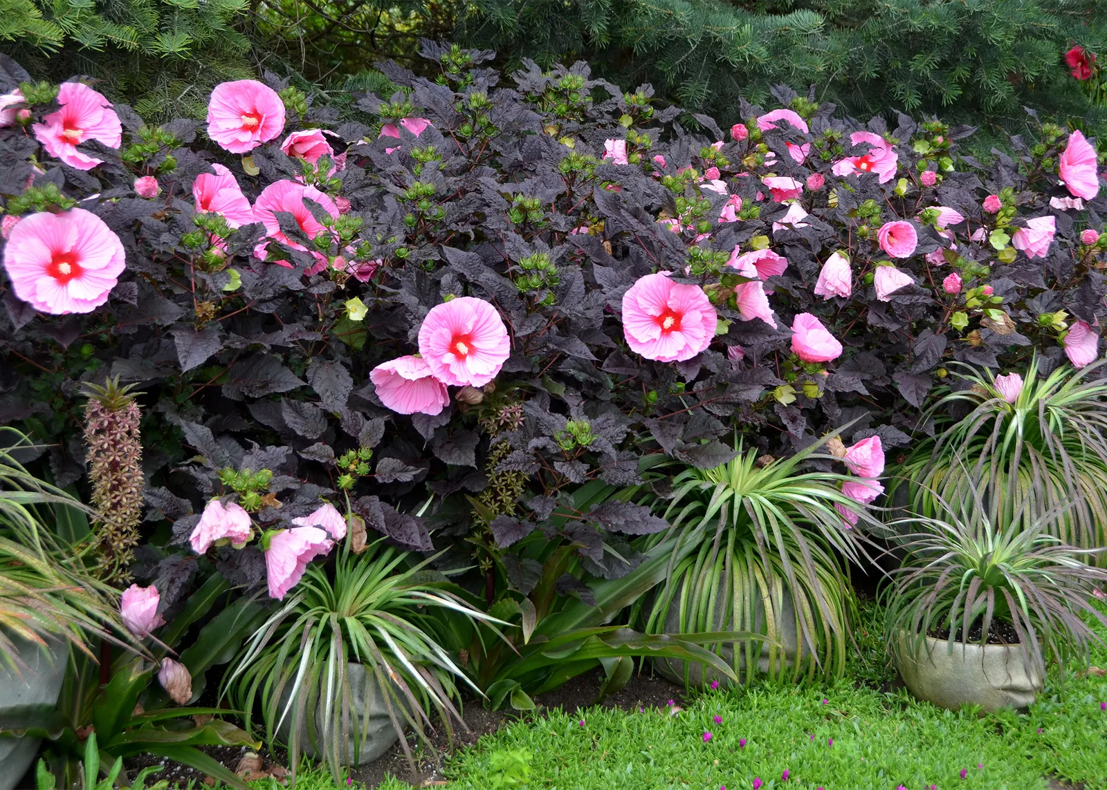 'Edge of Night' Rose Mallow (Hibiscus hybrid) — It matures 36-42 inches tall and 48-54 inches wide, creating a bold late-season focal point