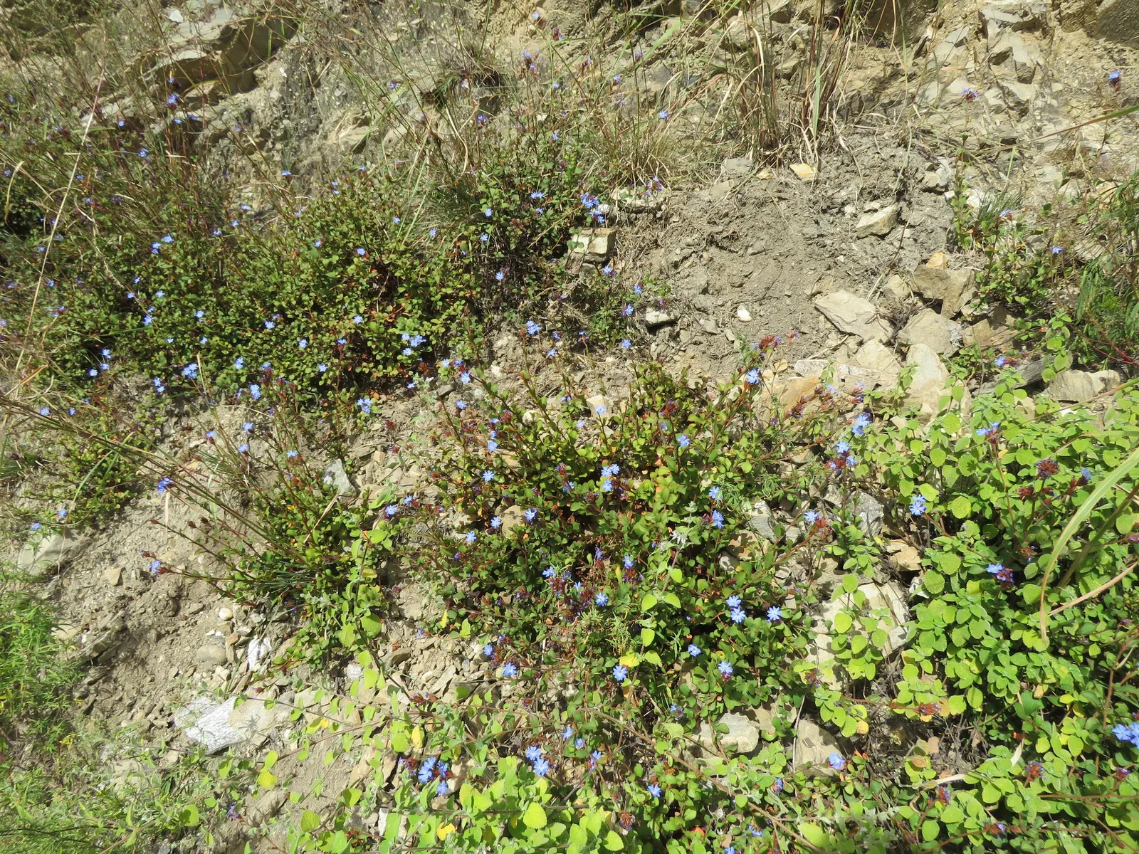 Griffith's Blue Leadwort (Ceratostigma Griffithii) — Blooming from late summer to fall, it reaches 18-24 inches in height and width