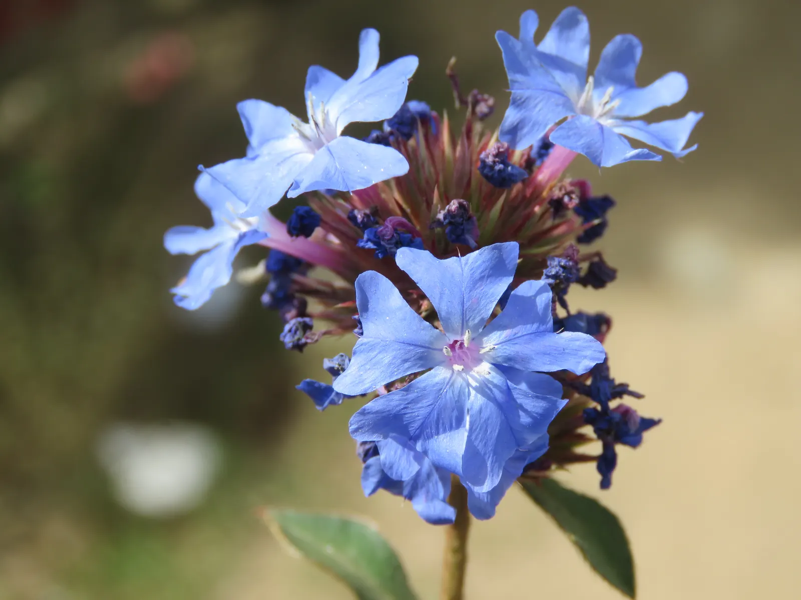 Griffith's Blue Leadwort (Ceratostigma Griffithii) — with its scientific name Ceratostigma griffithii