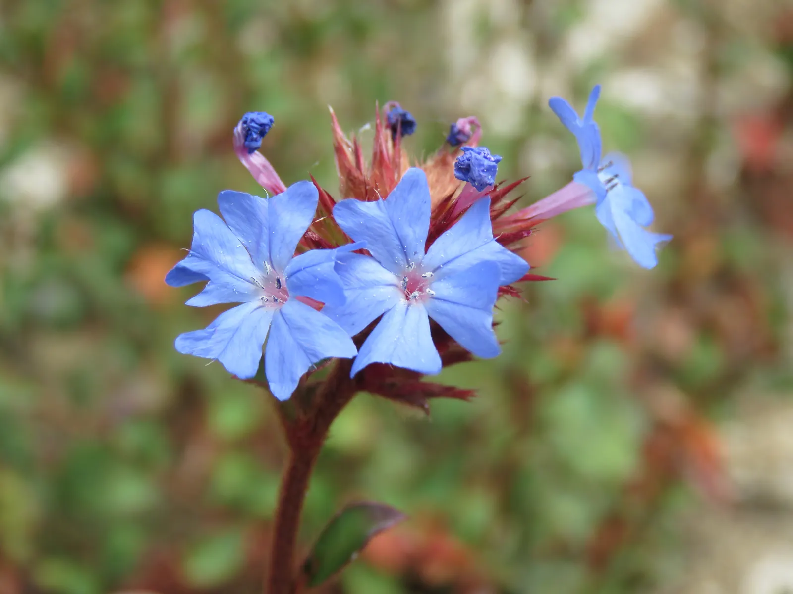 Griffith's Blue Leadwort (Ceratostigma Griffithii) — The foliage transitions to a striking reddish-bronze in autumn, offering year-round interest