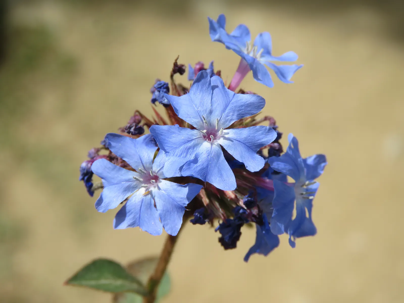 Griffith's Blue Leadwort (Ceratostigma Griffithii) — glossy green leaves that offer a splendid autumnal transformation