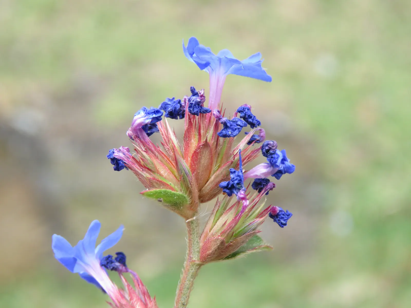 Griffith's Blue Leadwort (Ceratostigma Griffithii) — presents itself as an enchanting addition to any eclectic garden landscape
