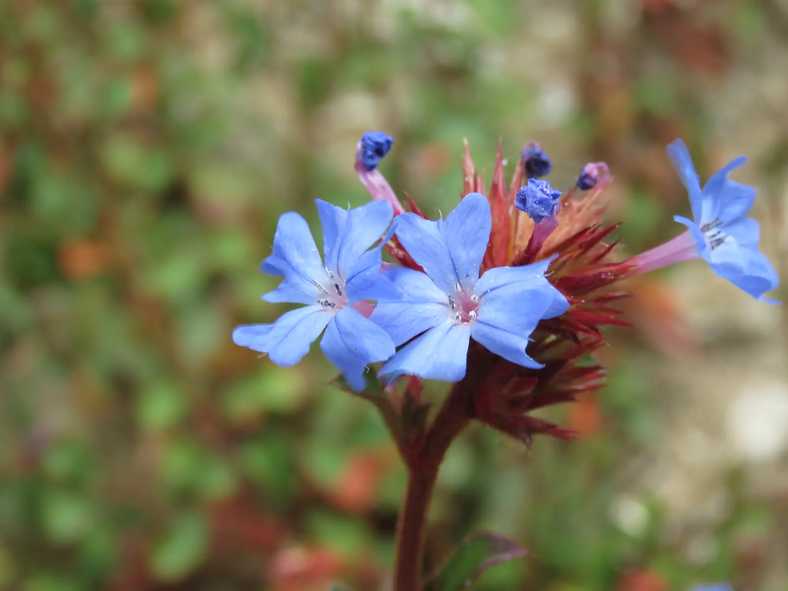 Griffith's Blue Leadwort (Ceratostigma Griffithii) — Part of the Plumbaginaceae family