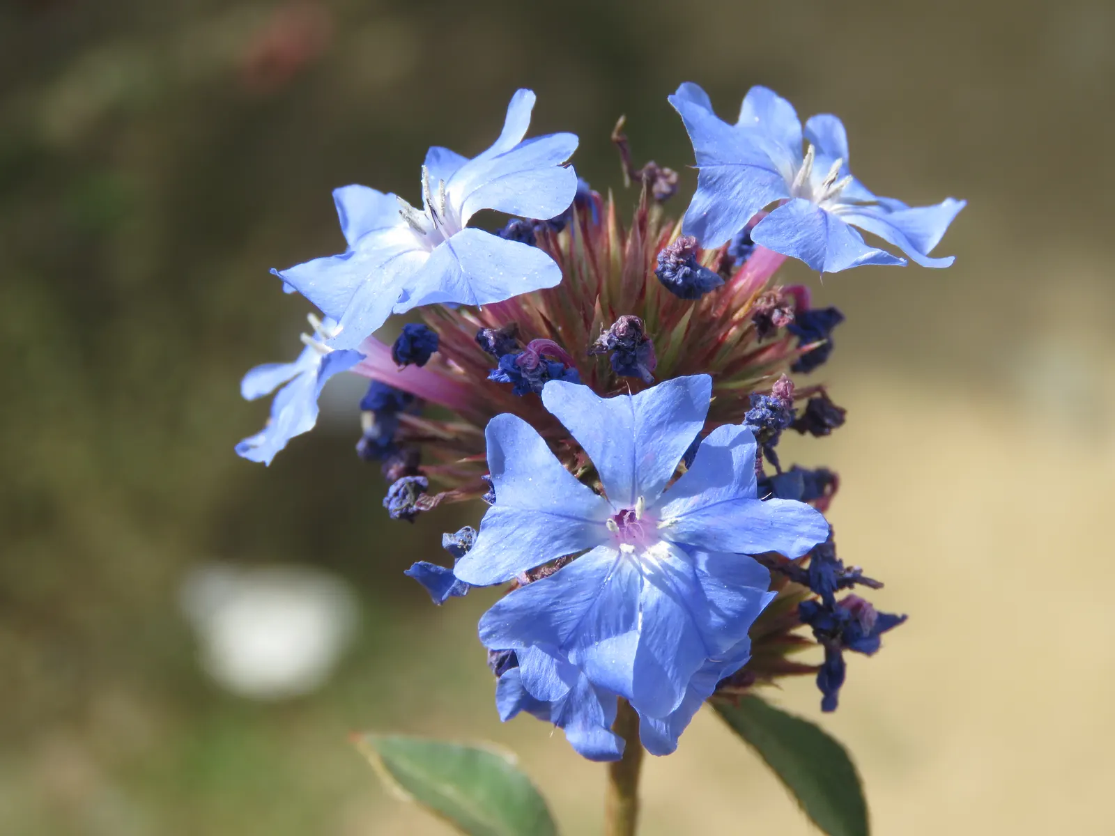 Griffith's Blue Leadwort (Ceratostigma Griffithii) — Its petite stature is adorned with lance-shaped