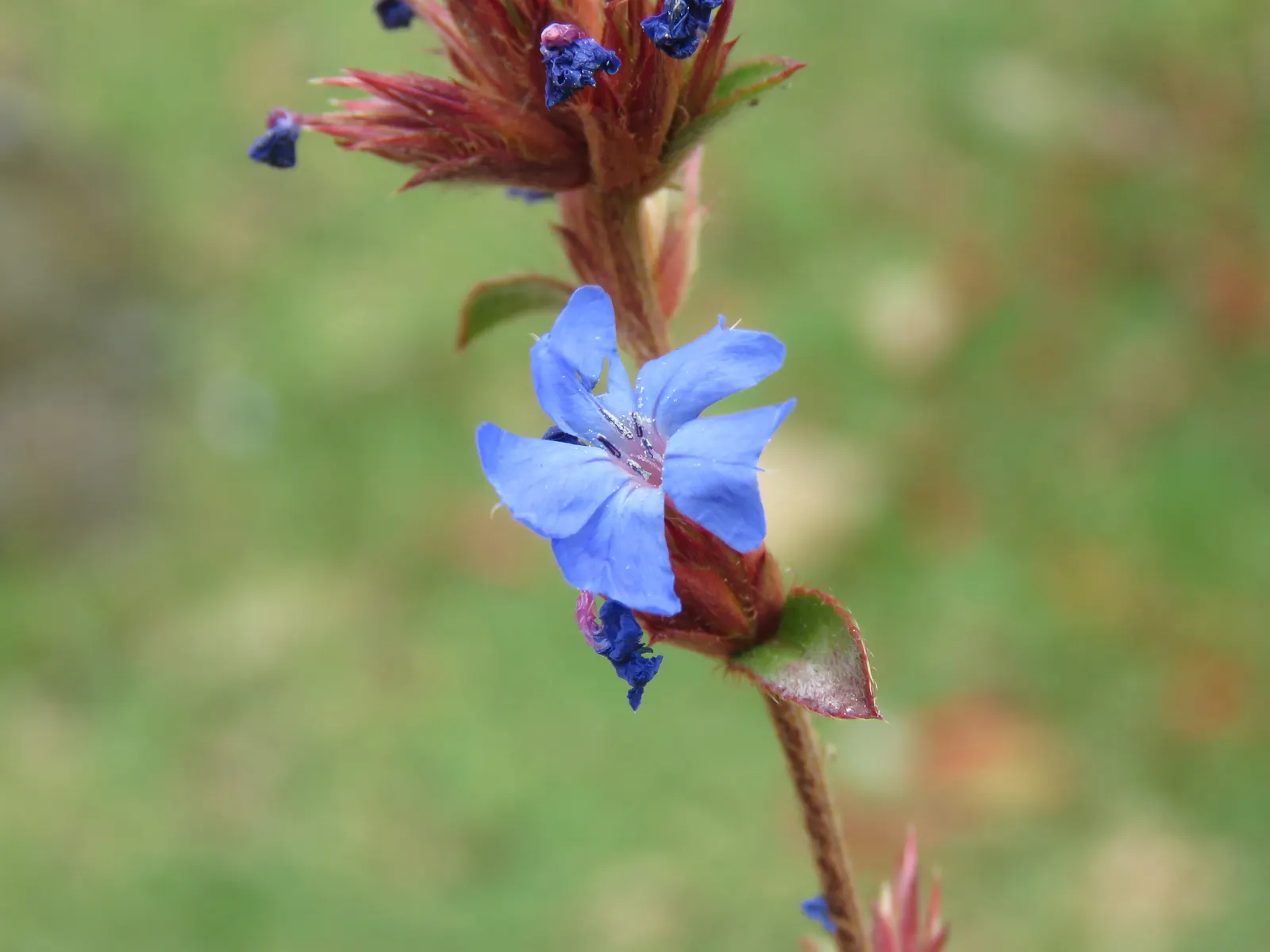 Griffith's Blue Leadwort (Ceratostigma Griffithii) — this perennial shrub reaches an average height of 2 to 3 feet and spreads approximately the same