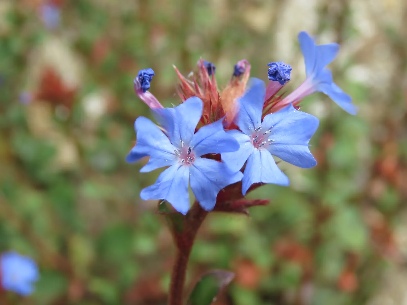 Griffith's Blue Leadwort (Ceratostigma Griffithii) — This hardy plant thrives in USDA zones 6-9, prefers full sun to partial shade, and well-drained soil