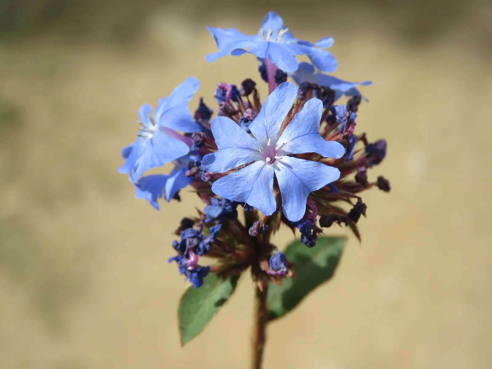 Griffith's Blue Leadwort (Ceratostigma Griffithii) — From late summer into the heart of fall