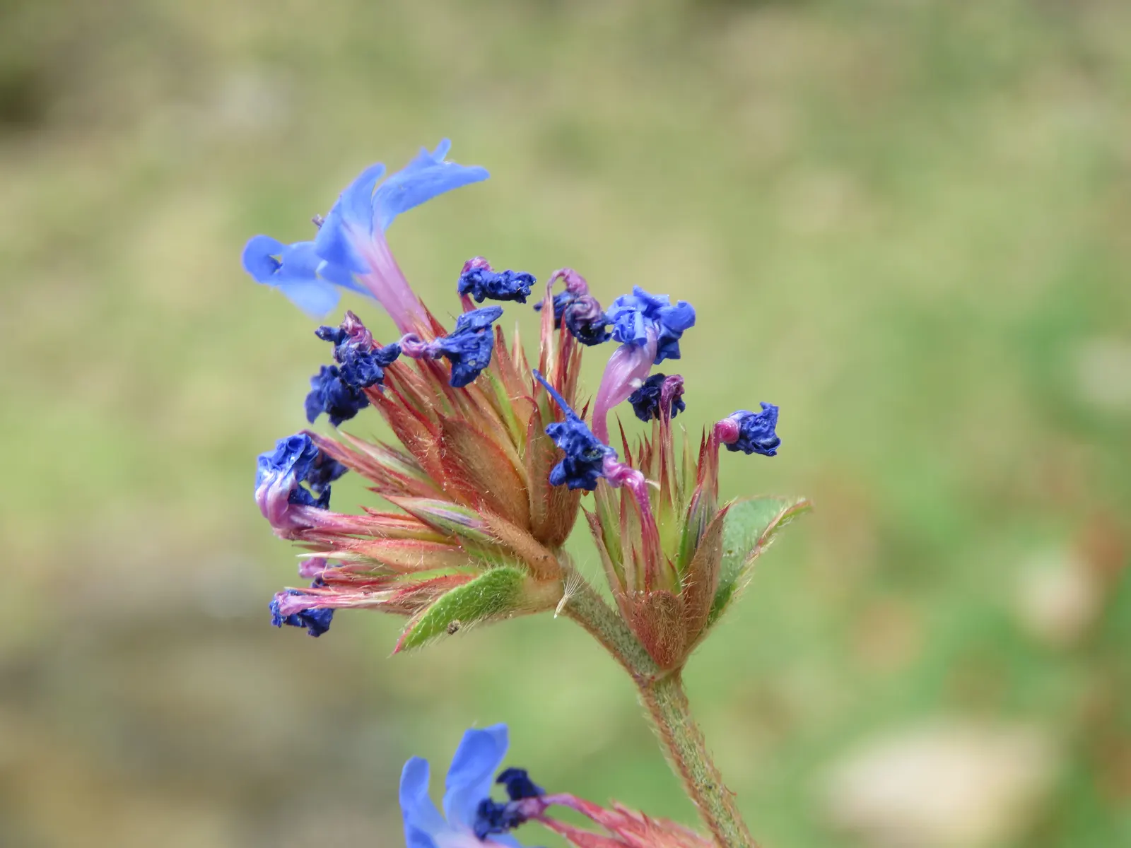 Griffith's Blue Leadwort (Ceratostigma Griffithii) — Ideal for border fronts or as a ground cover