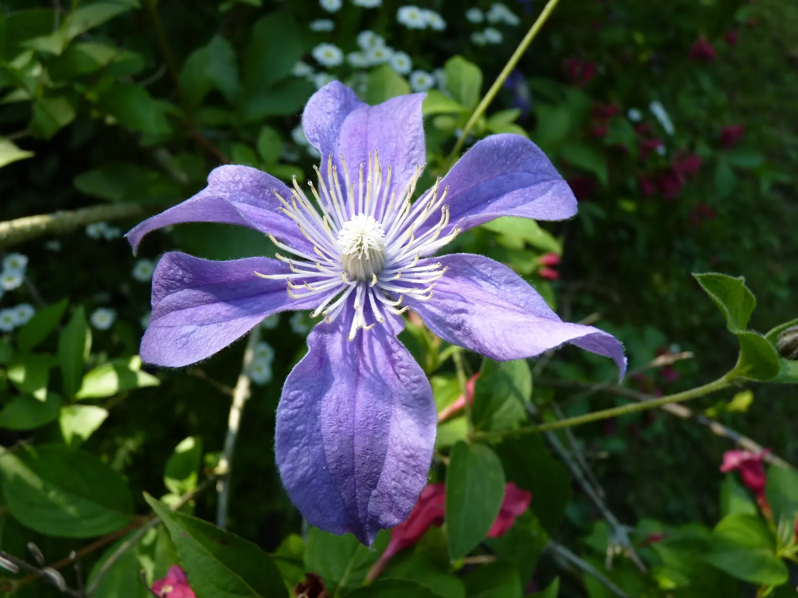 Arabella Clematis (Clematis X 'Arabella') — Each blossom spans 2-3 inches across, adding vibrant color and visual interest