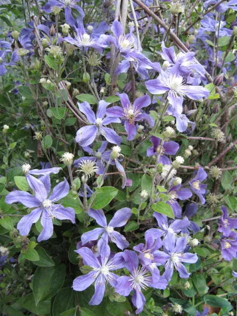 Arabella Clematis (Clematis X 'Arabella') — Hardy in USDA Zones 4 to 9, it thrives in full sun to part shade and reaches a modest height of 6 to 8 feet