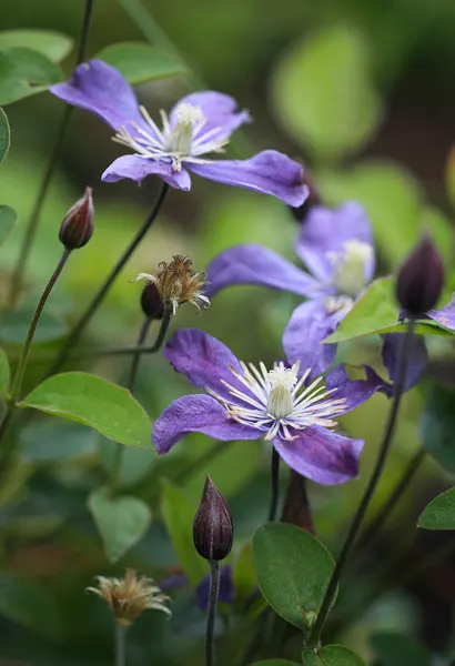 Arabella Clematis (Clematis X 'Arabella') — botanically termed as Clematis x 'Arabella'