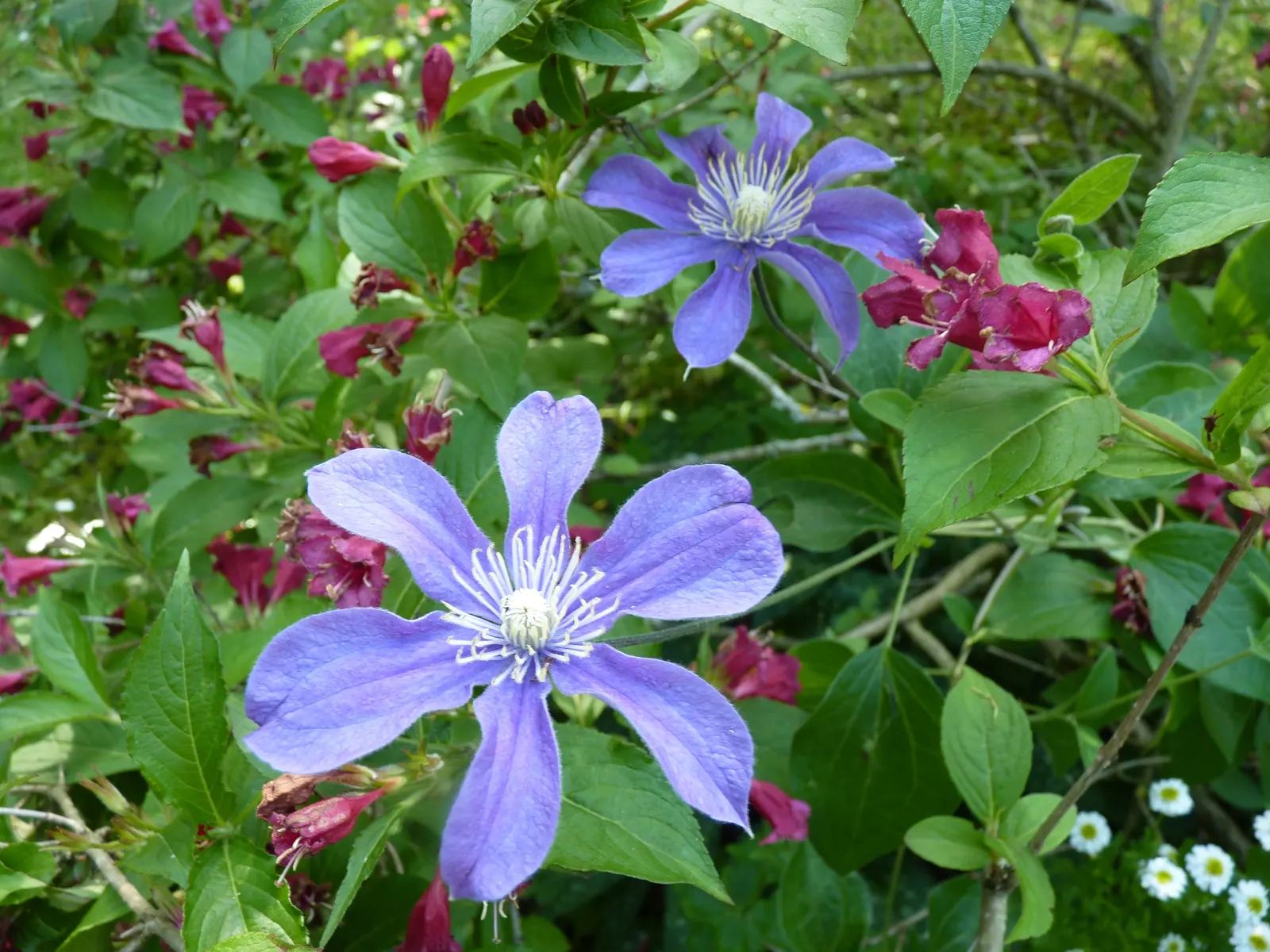 Arabella Clematis (Clematis X 'Arabella') — The Clematis 'Arabella' is a sprawling perennial vine with a non-clinging habit