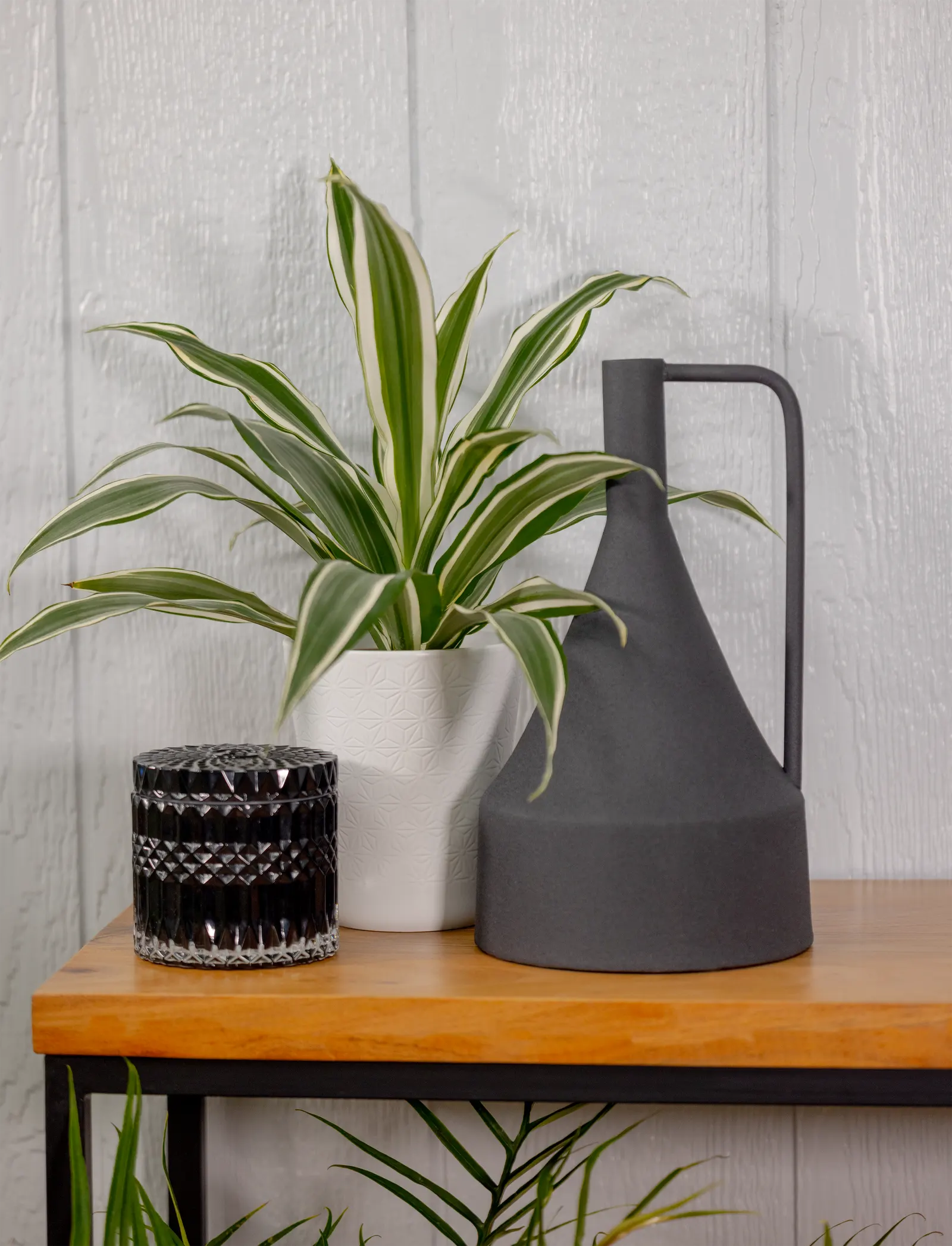 Nifty Nautilus™ Corn Plant (Dracaena sp.) — ‘Nifty Nautilus™’ is an upright houseplant with sword-shaped green leaves edged in pearly white