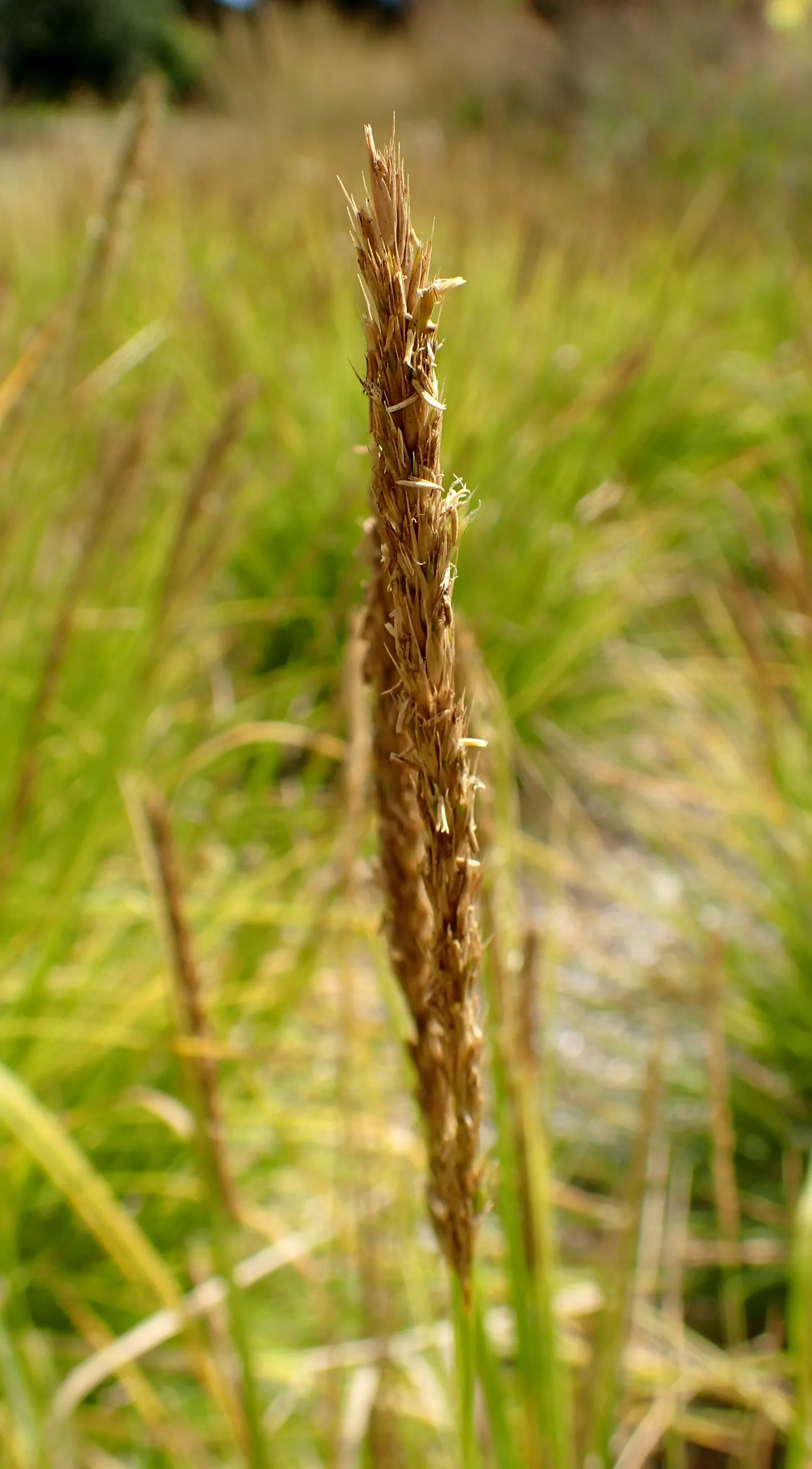 Autumn Moor Grass (Sesleria autumnalis) — making it a versatile choice for varied landscapes