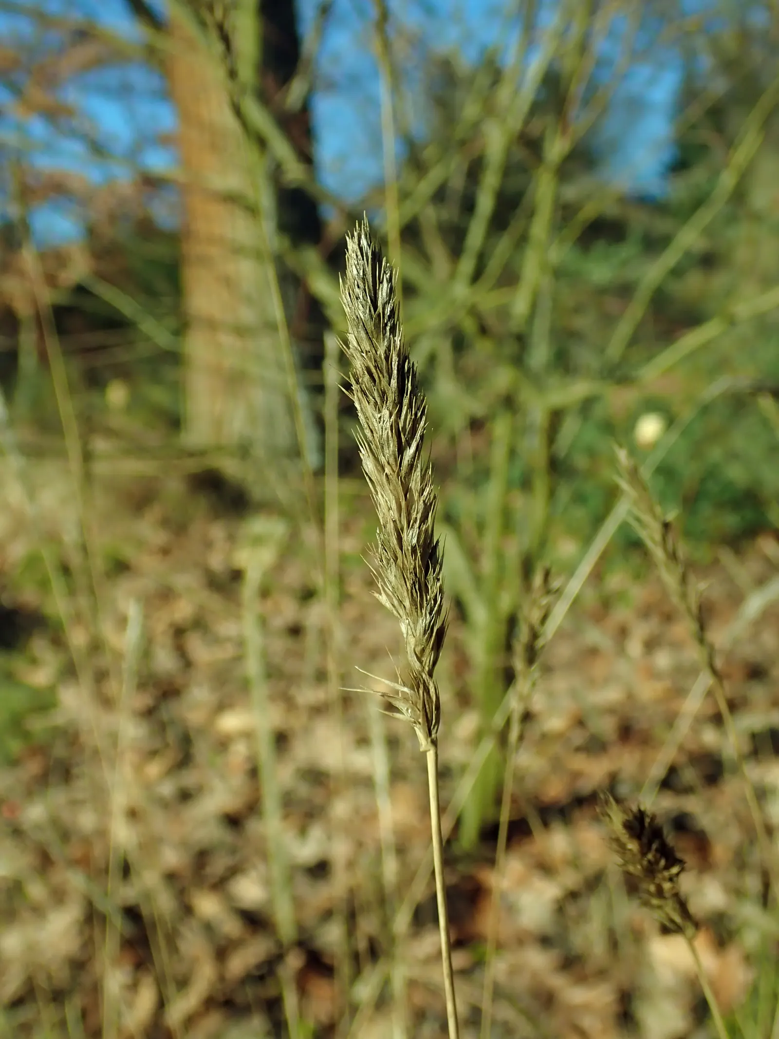 Autumn Moor Grass (Sesleria autumnalis) — This perennial clump-forming grass is celebrated for its versatility and low-maintenance characteristics