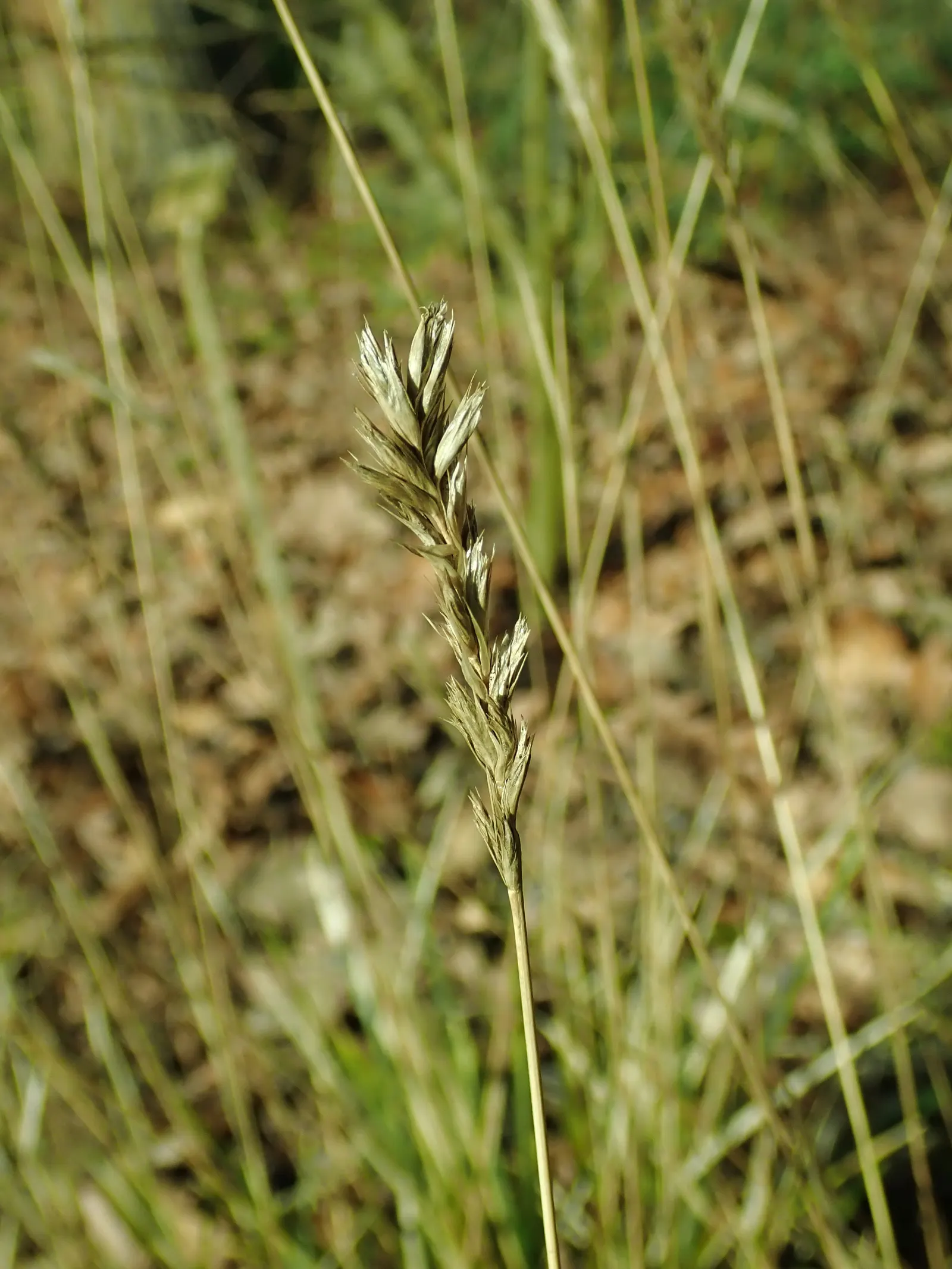 Autumn Moor Grass (Sesleria autumnalis) — This grass reaches 1-2 feet in height with an equal spread