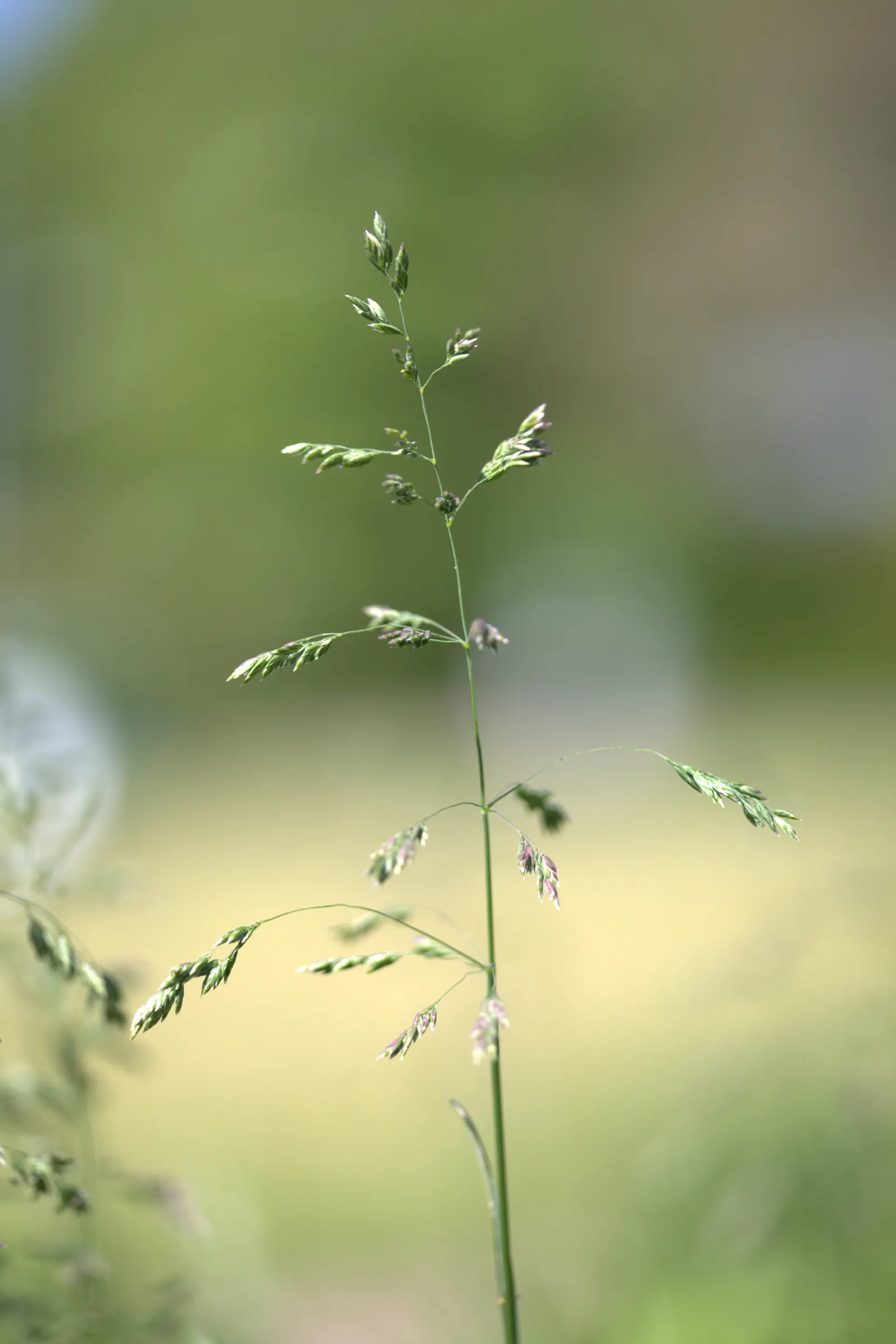Autumn Moor Grass (Sesleria autumnalis) — It thrives in full sun to part shade
