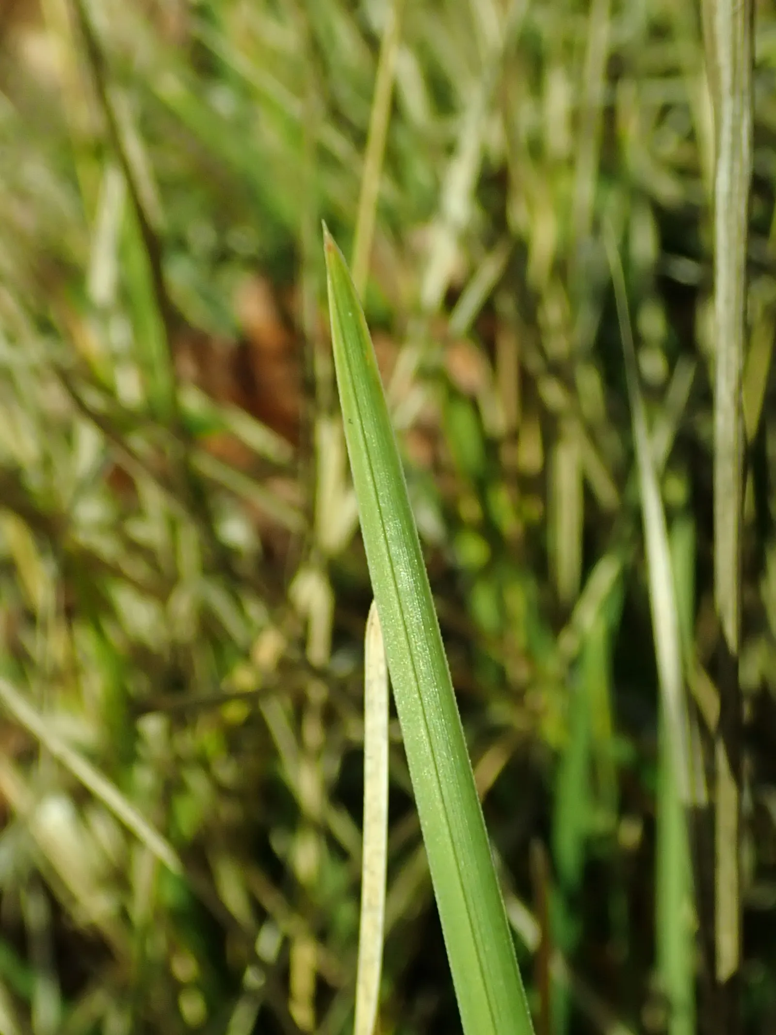 Autumn Moor Grass (Sesleria autumnalis) — blue-green foliage contrasts well with fiery autumn blooms