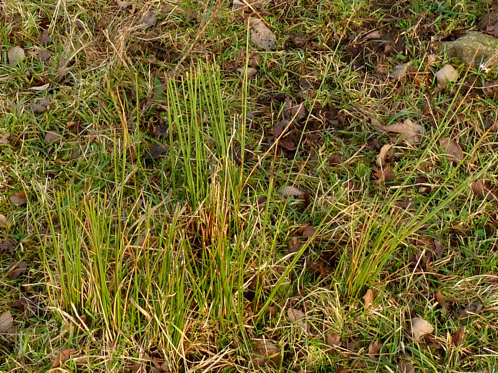Autumn Moor Grass (Sesleria autumnalis) — and is drought-tolerant once established