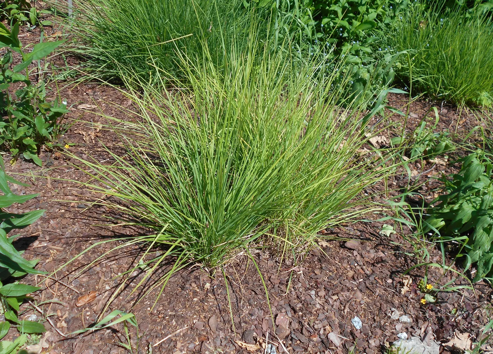 Autumn Moor Grass (Sesleria autumnalis) — scientifically known as Sesleria autumnalis
