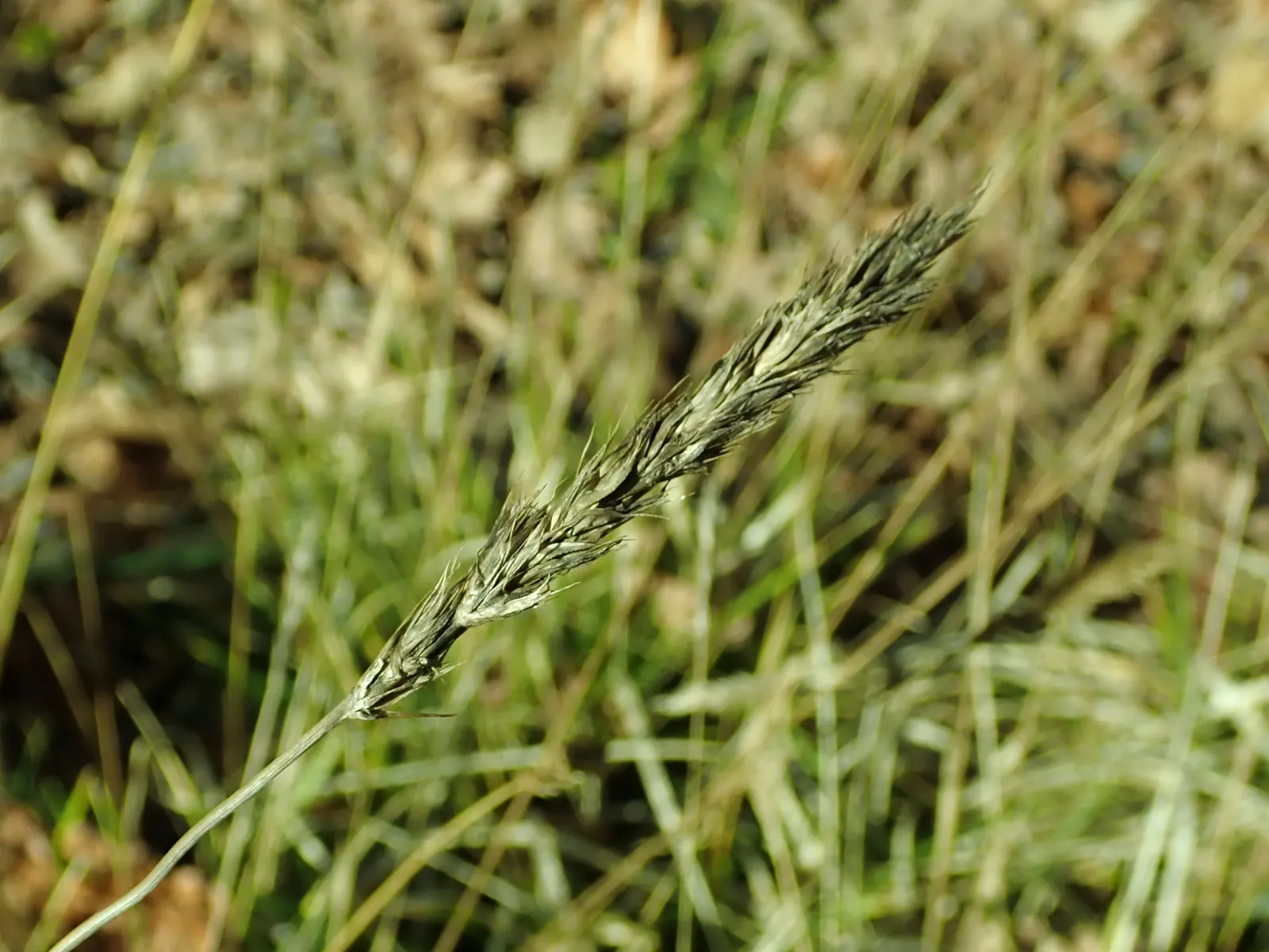 Autumn Moor Grass (Sesleria autumnalis) — with a dense mound of narrow