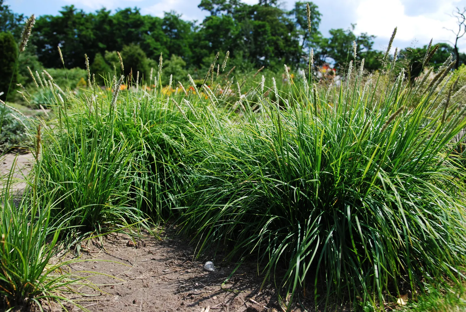 Autumn Moor Grass (Sesleria autumnalis) — featuring silvery-white flowers that mature to light brown
