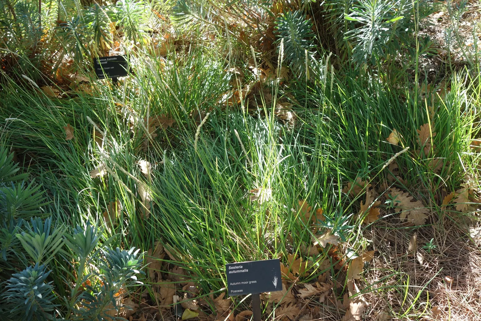 Autumn Moor Grass (Sesleria autumnalis) — prefers well-drained soil