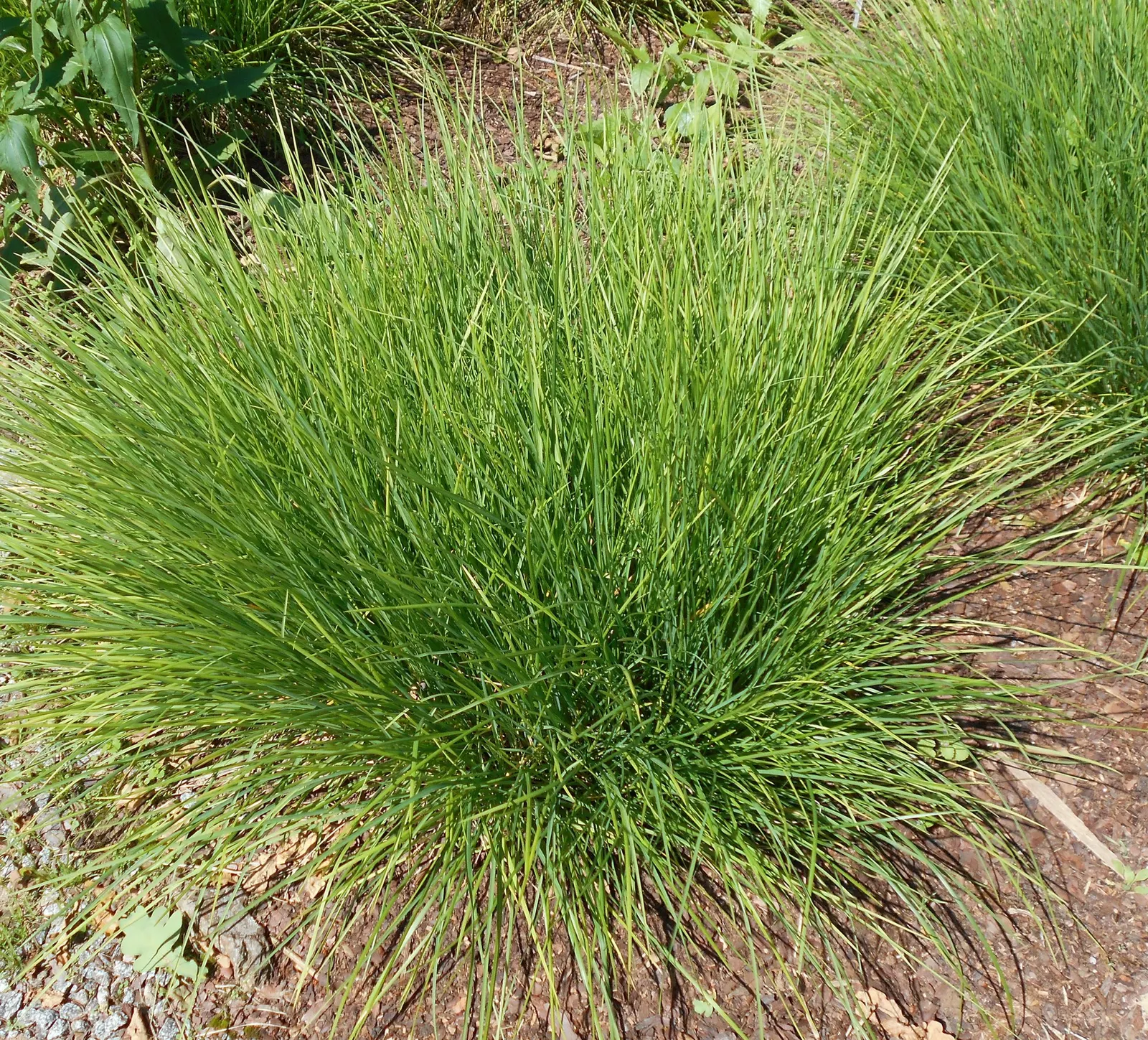 Autumn Moor Grass (Sesleria autumnalis) — making it a suitable candidate for xeriscaping
