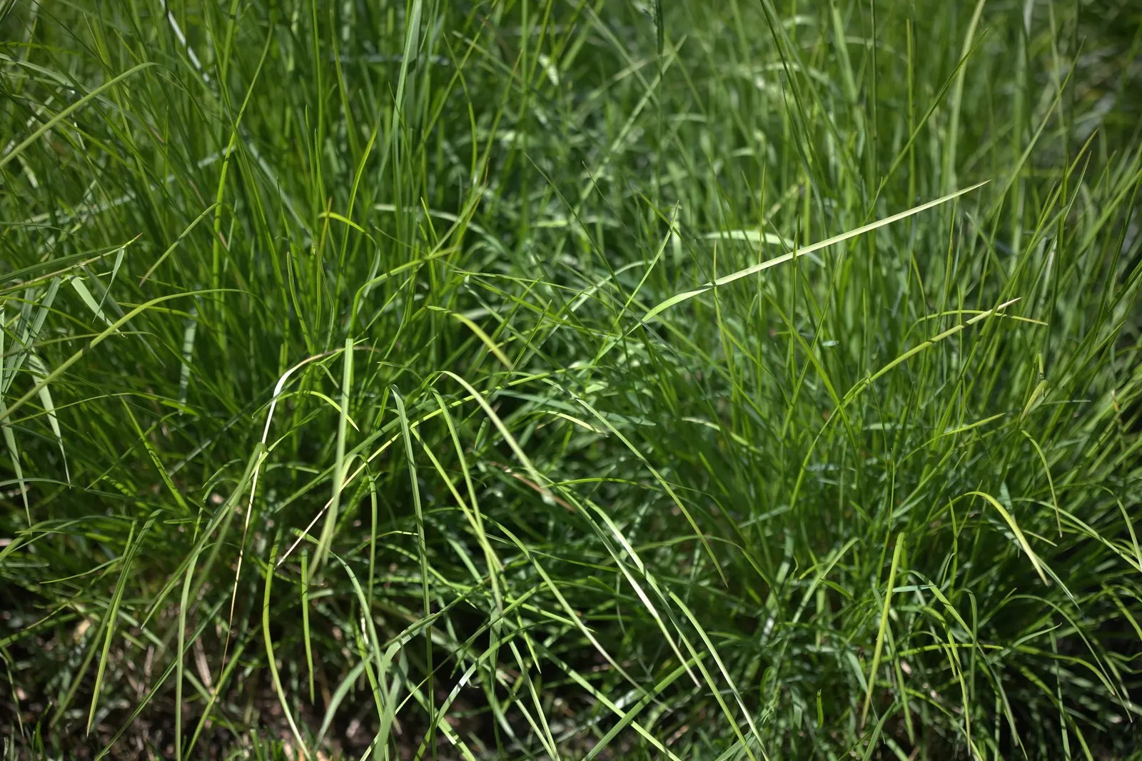 Autumn Moor Grass (Sesleria autumnalis) — Its leaves, generally about 1/4 inch wide, provide a lush, evergreen backdrop throughout the year