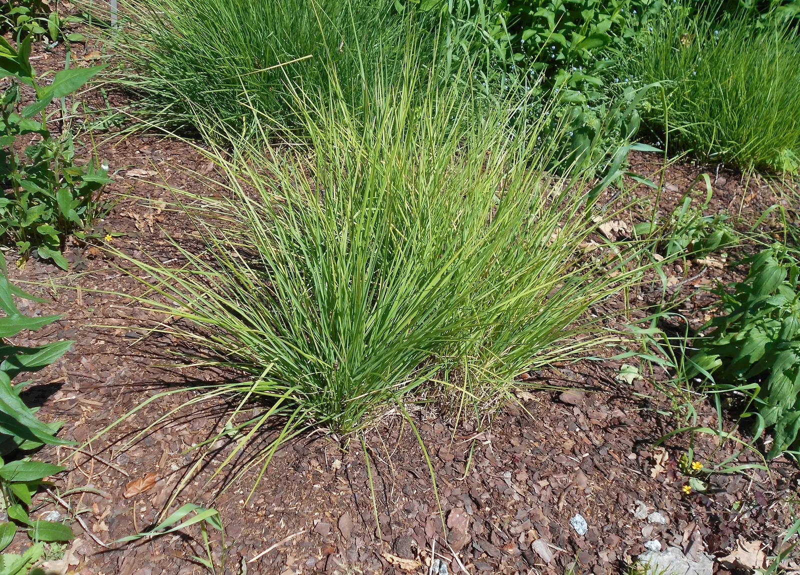 Autumn Moor Grass (Sesleria autumnalis) — It grows best in well-drained soil and demonstrates moderate drought tolerance once established