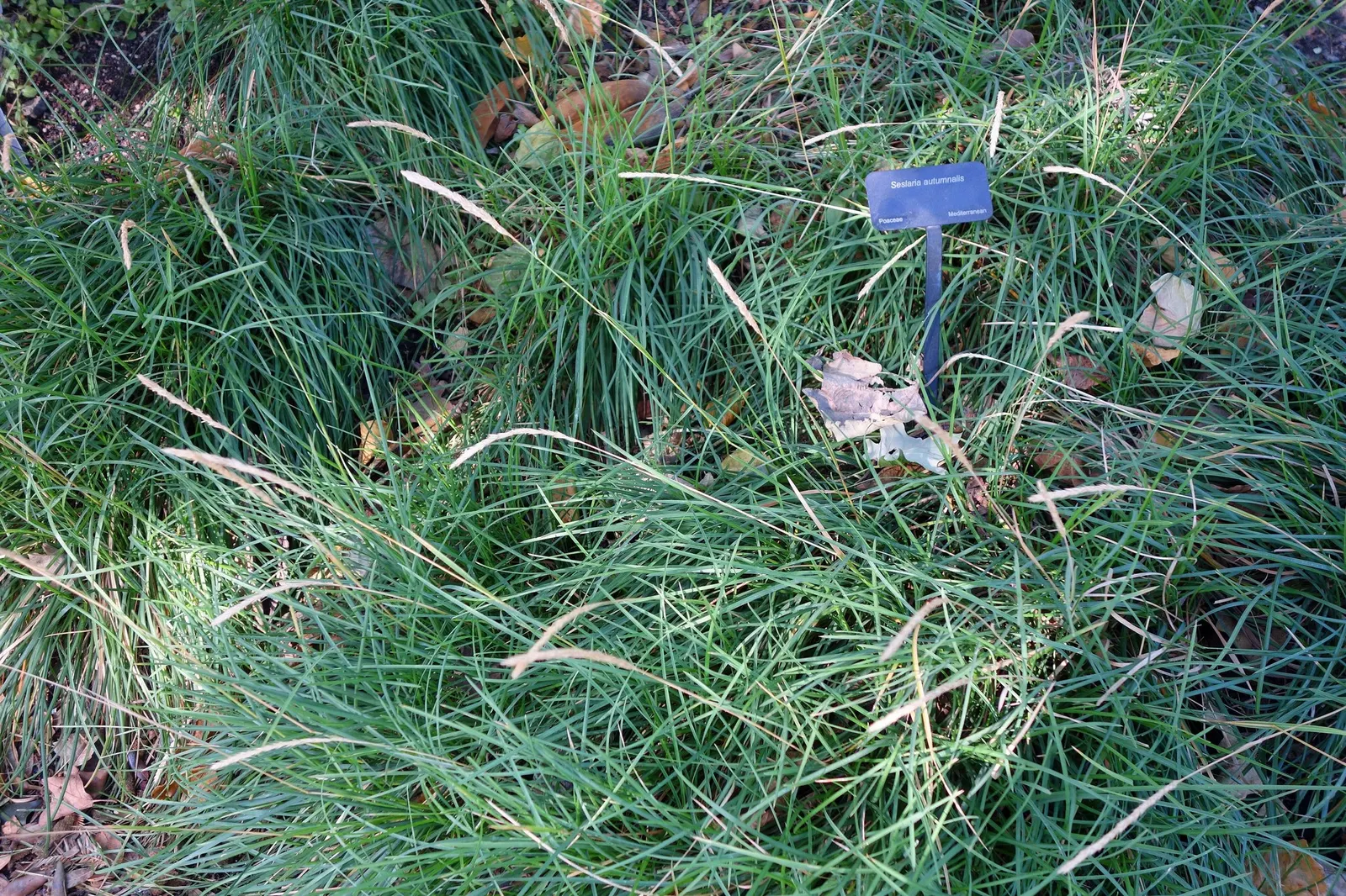 Autumn Moor Grass (Sesleria autumnalis) — expect to see a striking display of silver-green flower spikes that transition to a golden brown