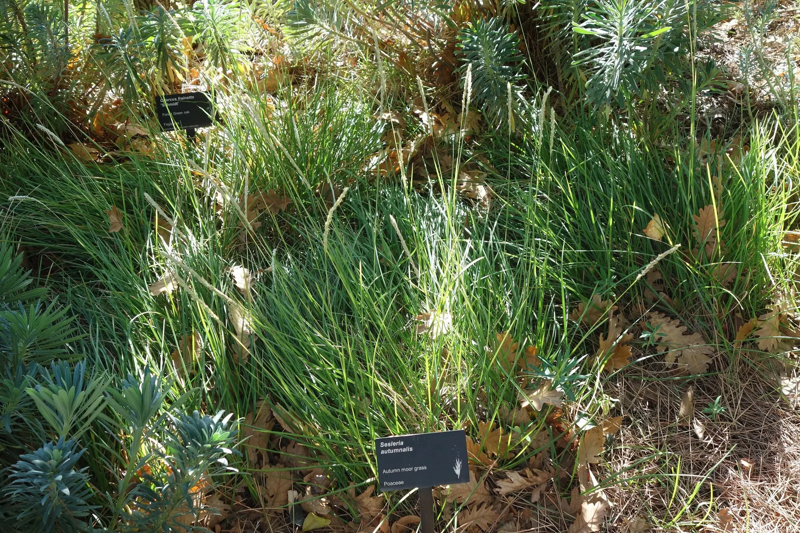 Autumn Moor Grass (Sesleria autumnalis) — giving the plant its common name