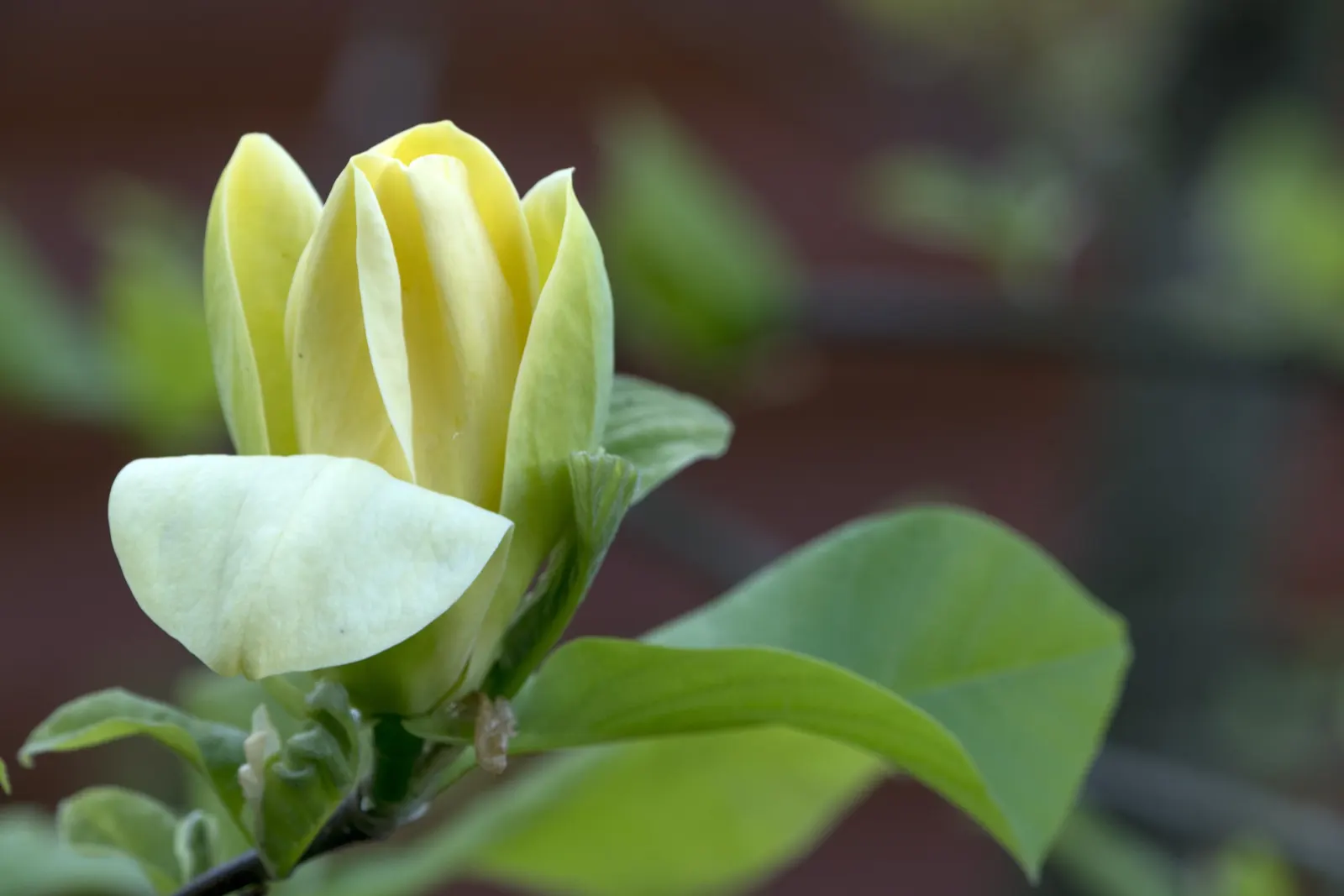 Yellow Bird Magnolia (Magnolia 'Yellow Bird') — incorporate the Yellow Bird Magnolia into spaces that allow it to serve as a focal point