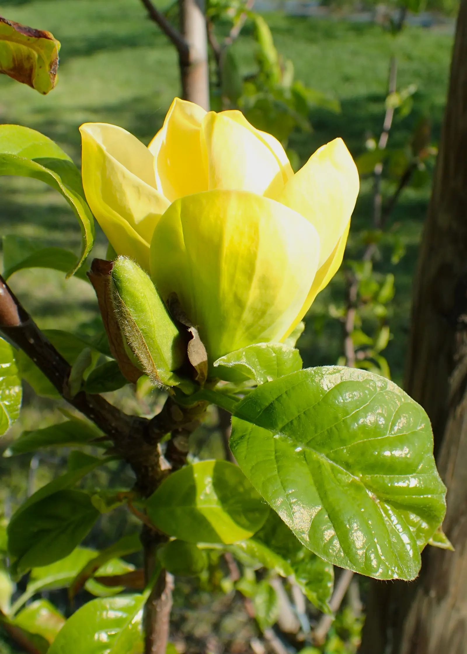 Yellow Bird Magnolia (Magnolia 'Yellow Bird') — reaching heights of 30-40 feet with a spread of 20-25 feet; often just as the last frosts bid farewell