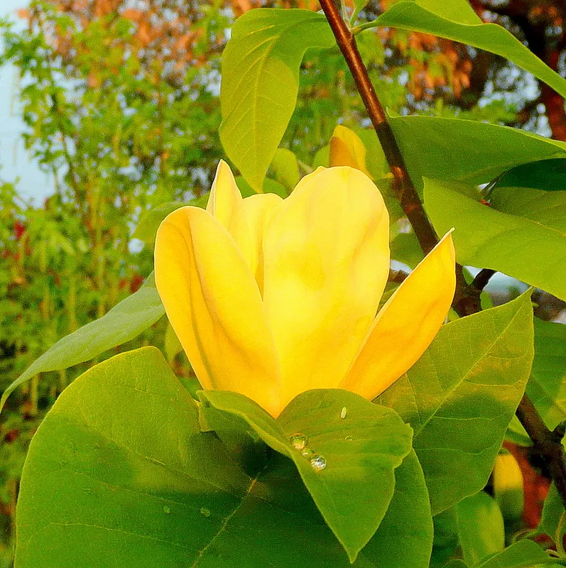 Yellow Bird Magnolia (Magnolia 'Yellow Bird') — offering a brilliant display before the leaves fully unfurl