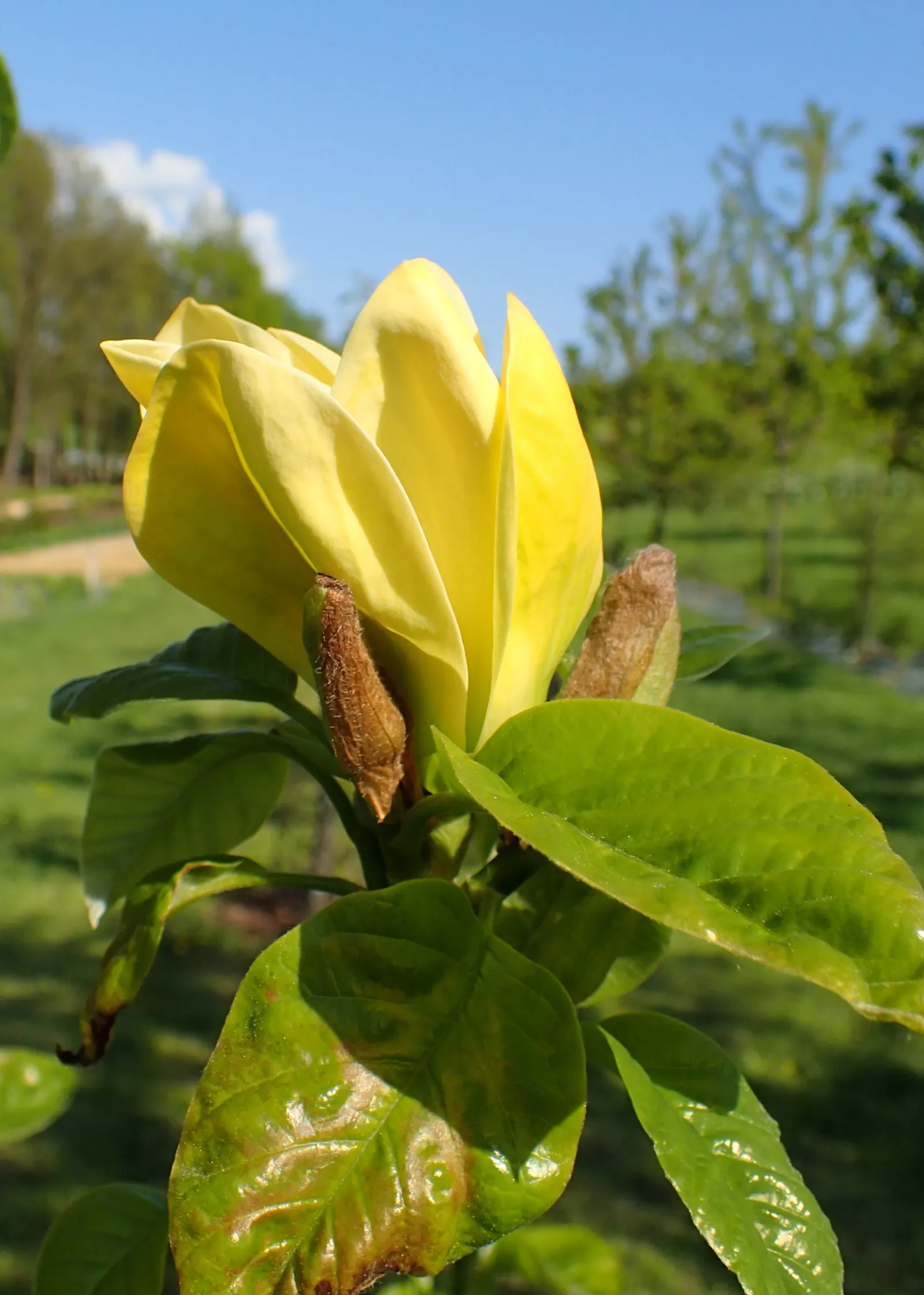 Yellow Bird Magnolia (Magnolia 'Yellow Bird') — yellow flowers in the garden
