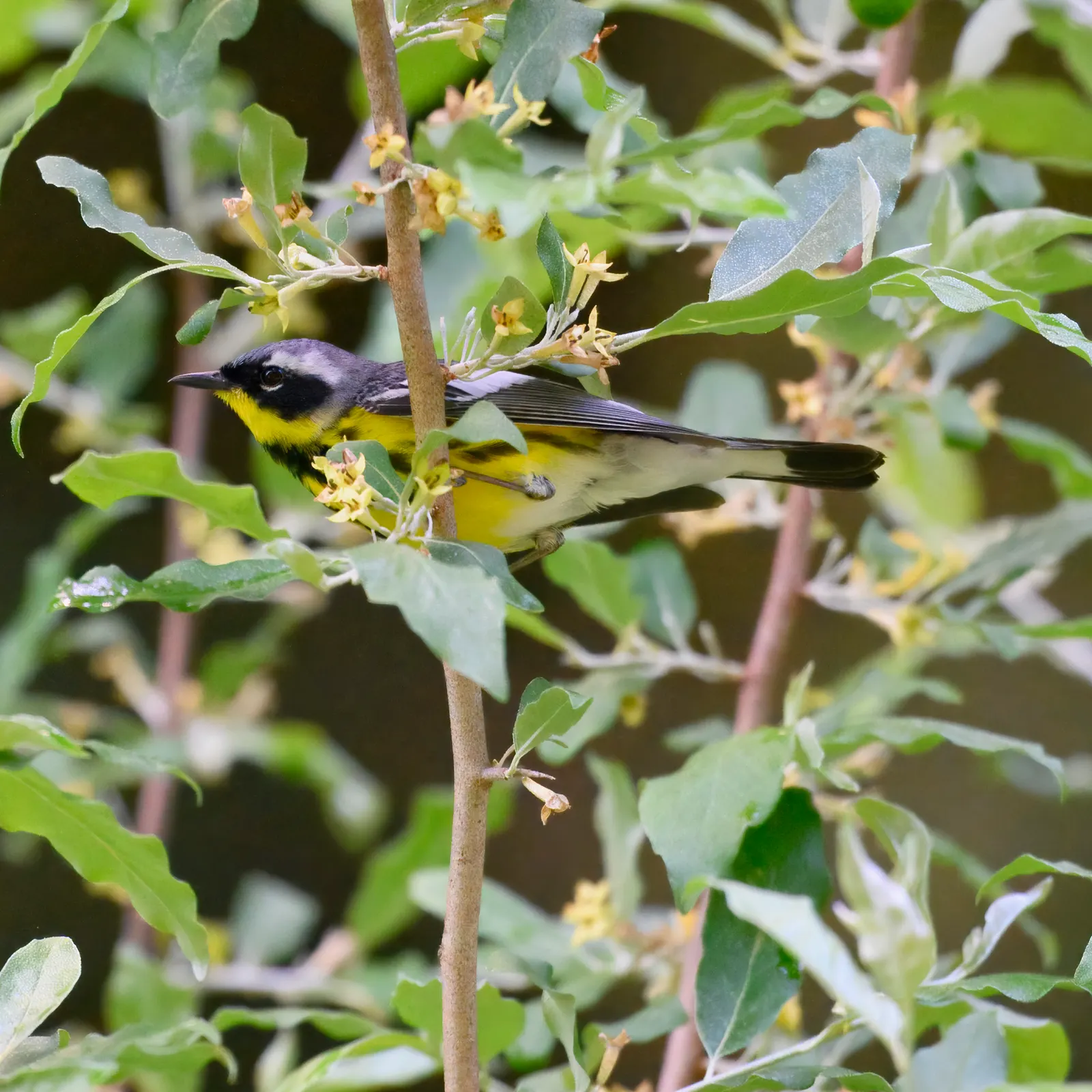 Yellow Bird Magnolia (Magnolia 'Yellow Bird') — which will enchant viewers for years to come