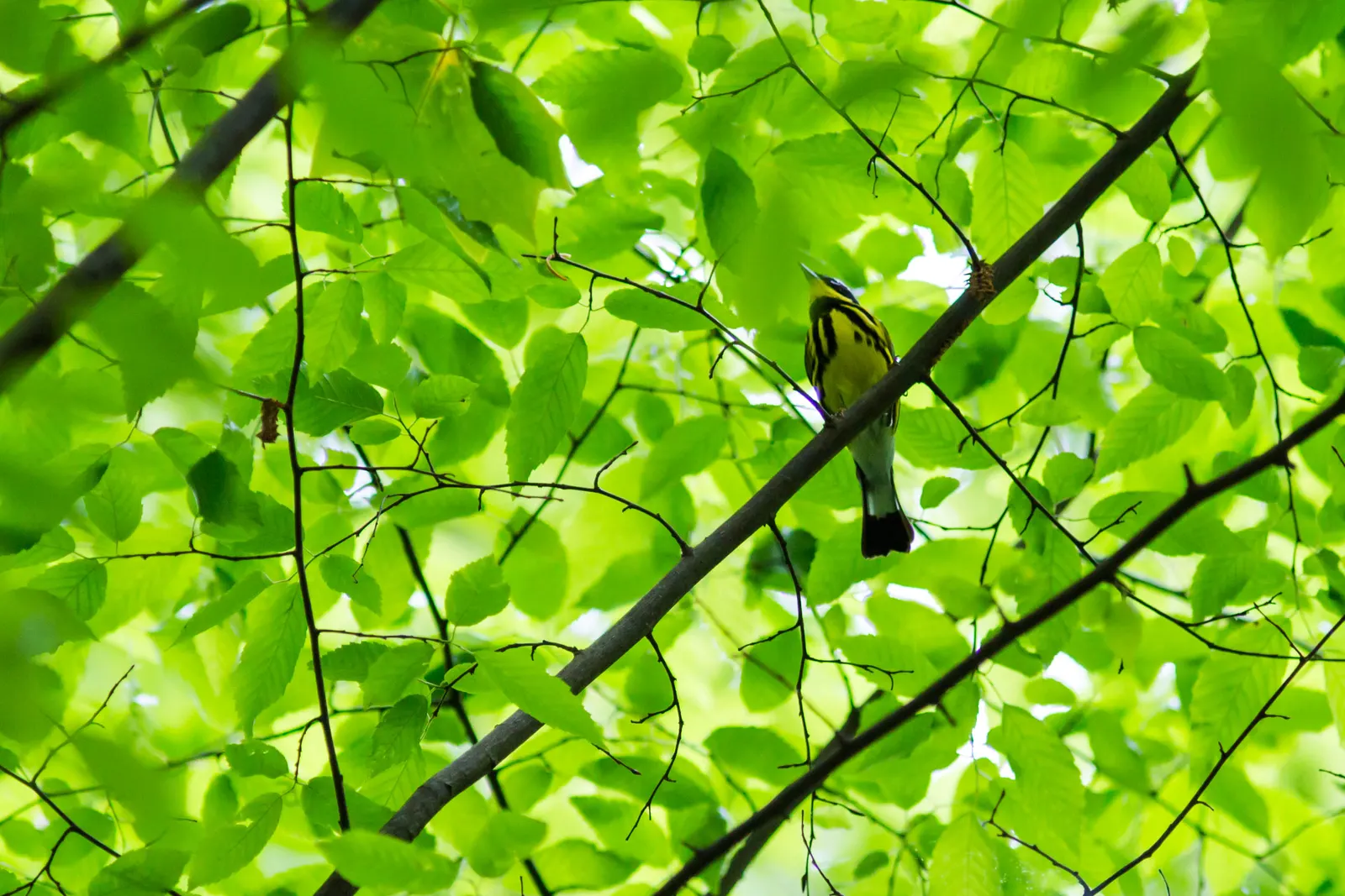 Yellow Bird Magnolia (Magnolia 'Yellow Bird') — reaching up to 3 inches in length